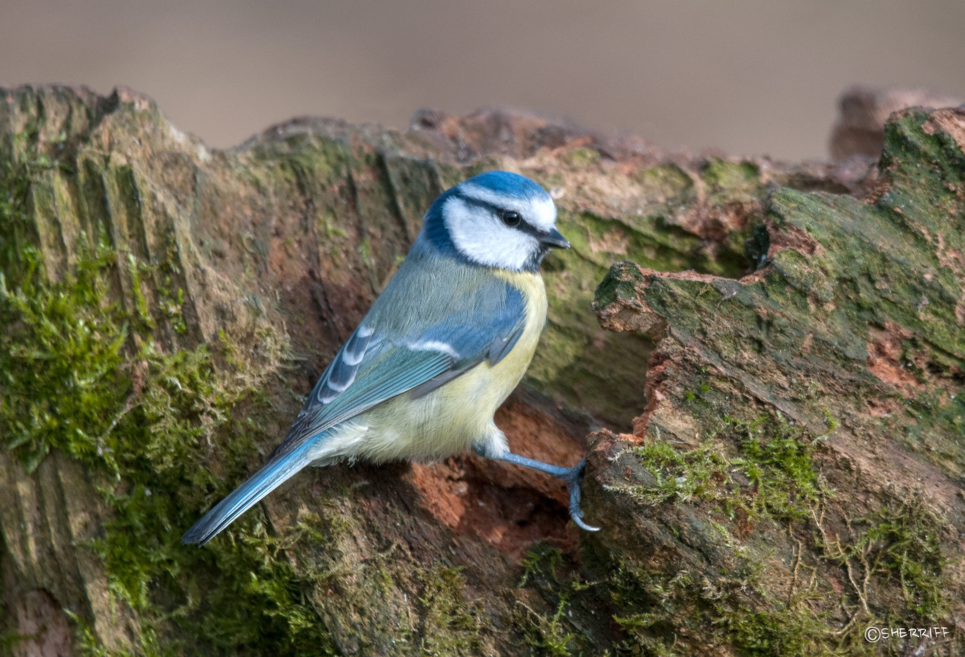 BLUE TIT