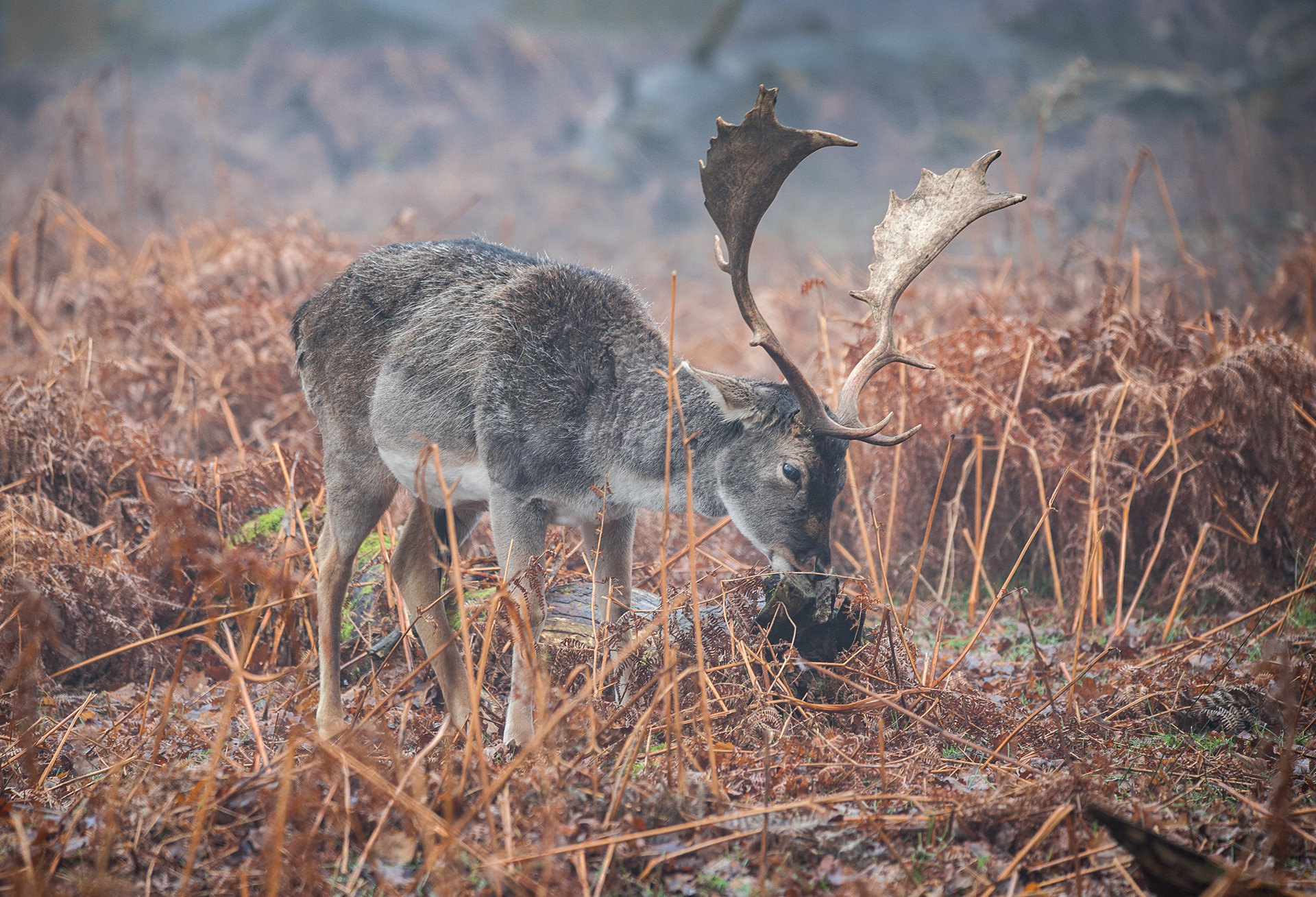 Fallow Deer at tattoo Park