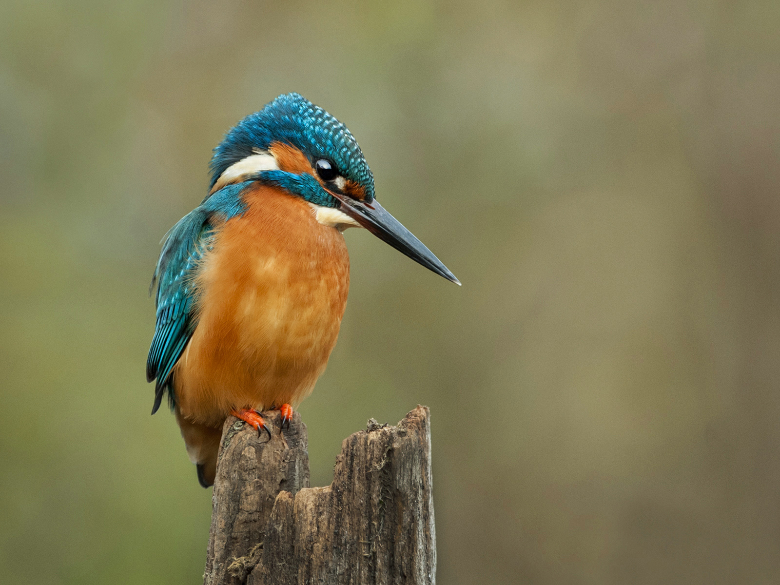 KINGFISHER