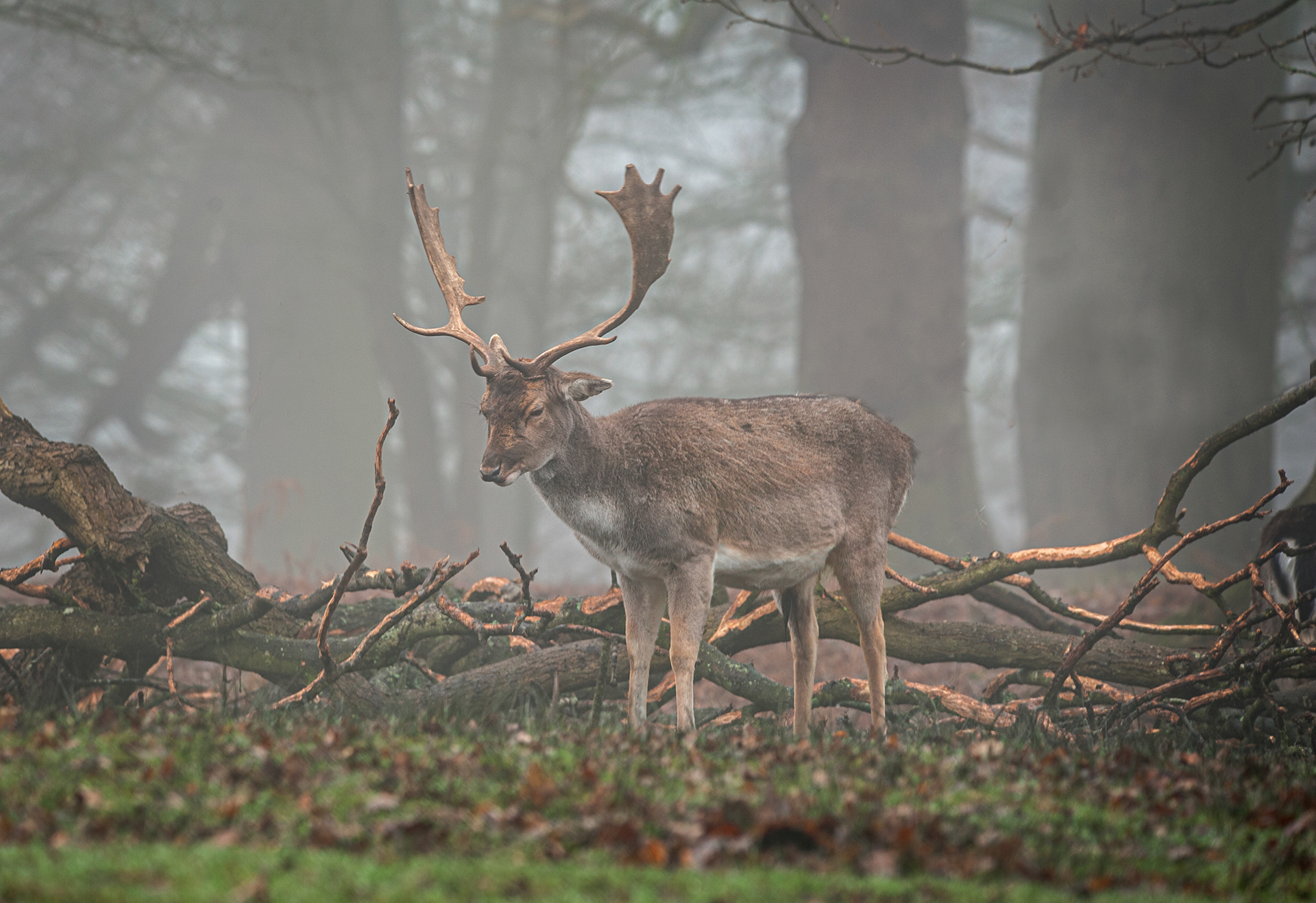 Fallow Deer at tattoo Park