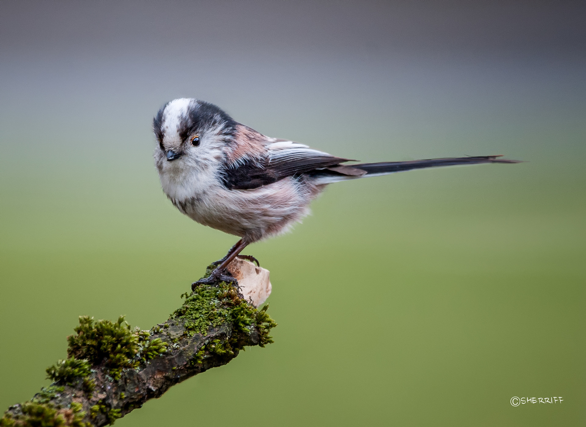 LONG TAILED TIT