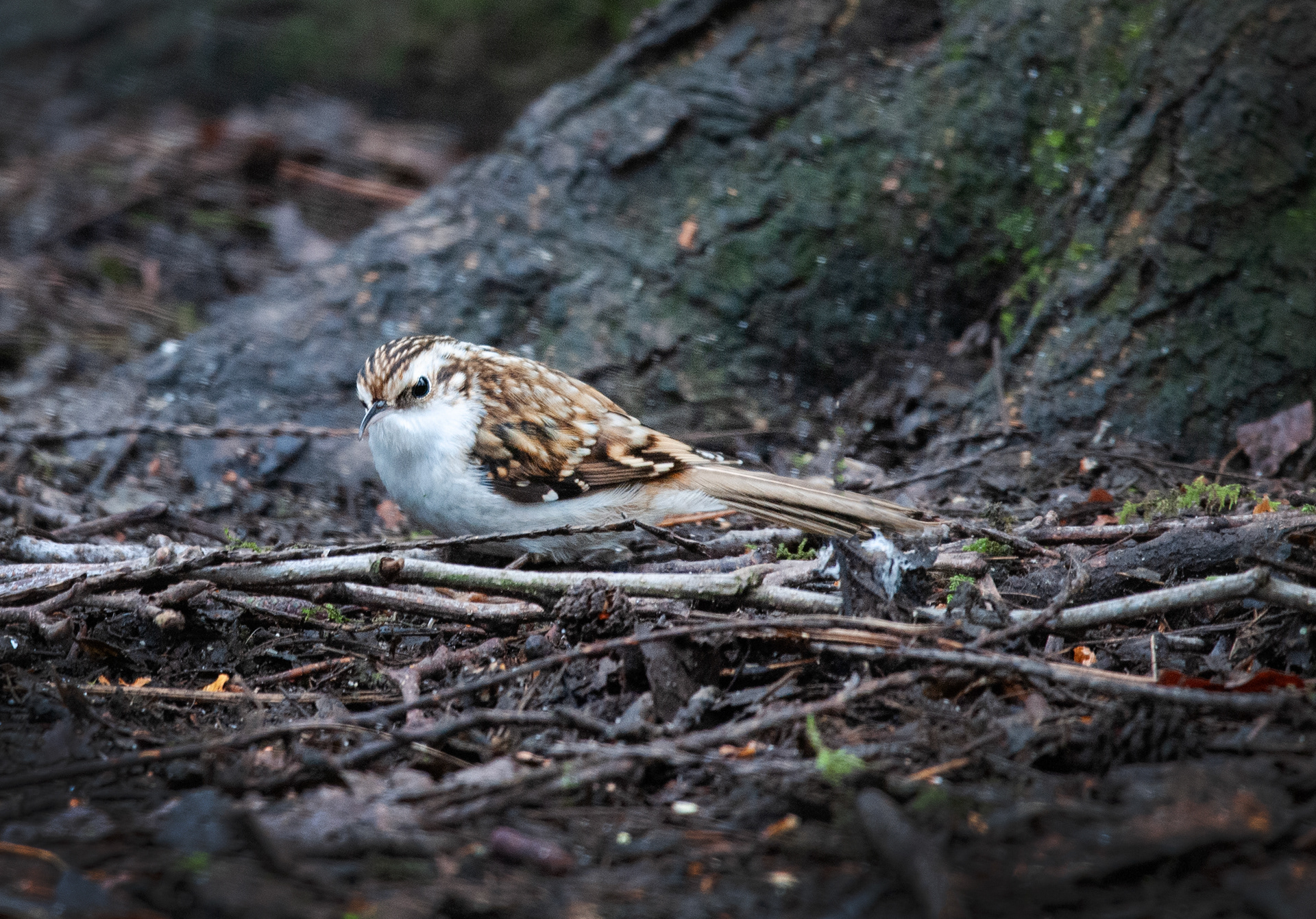 Tree Creeper
