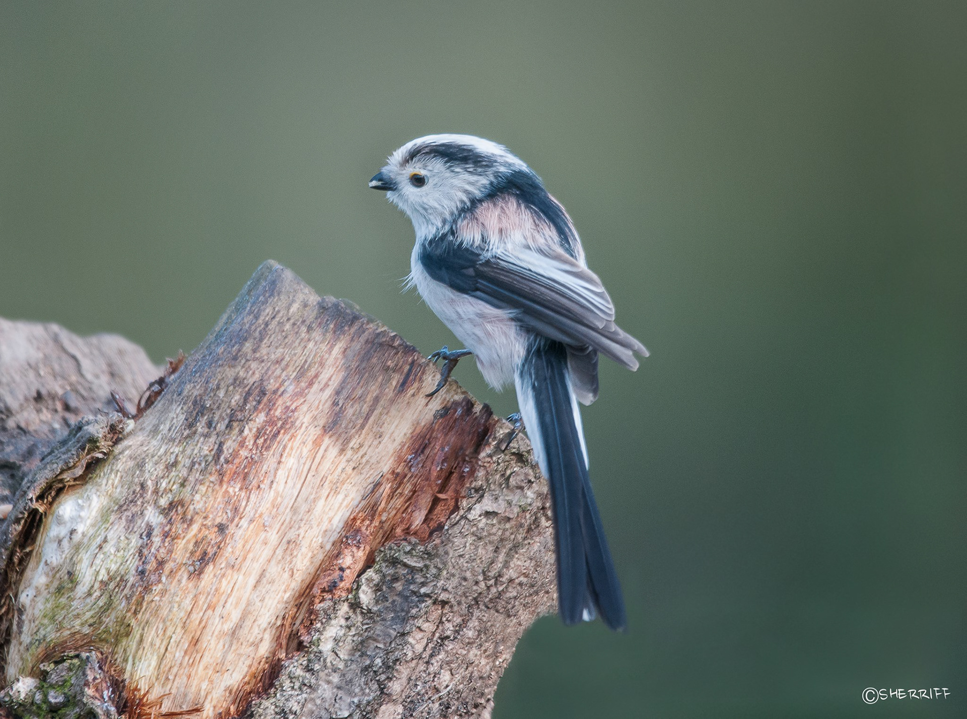 LONG TAILED TIT