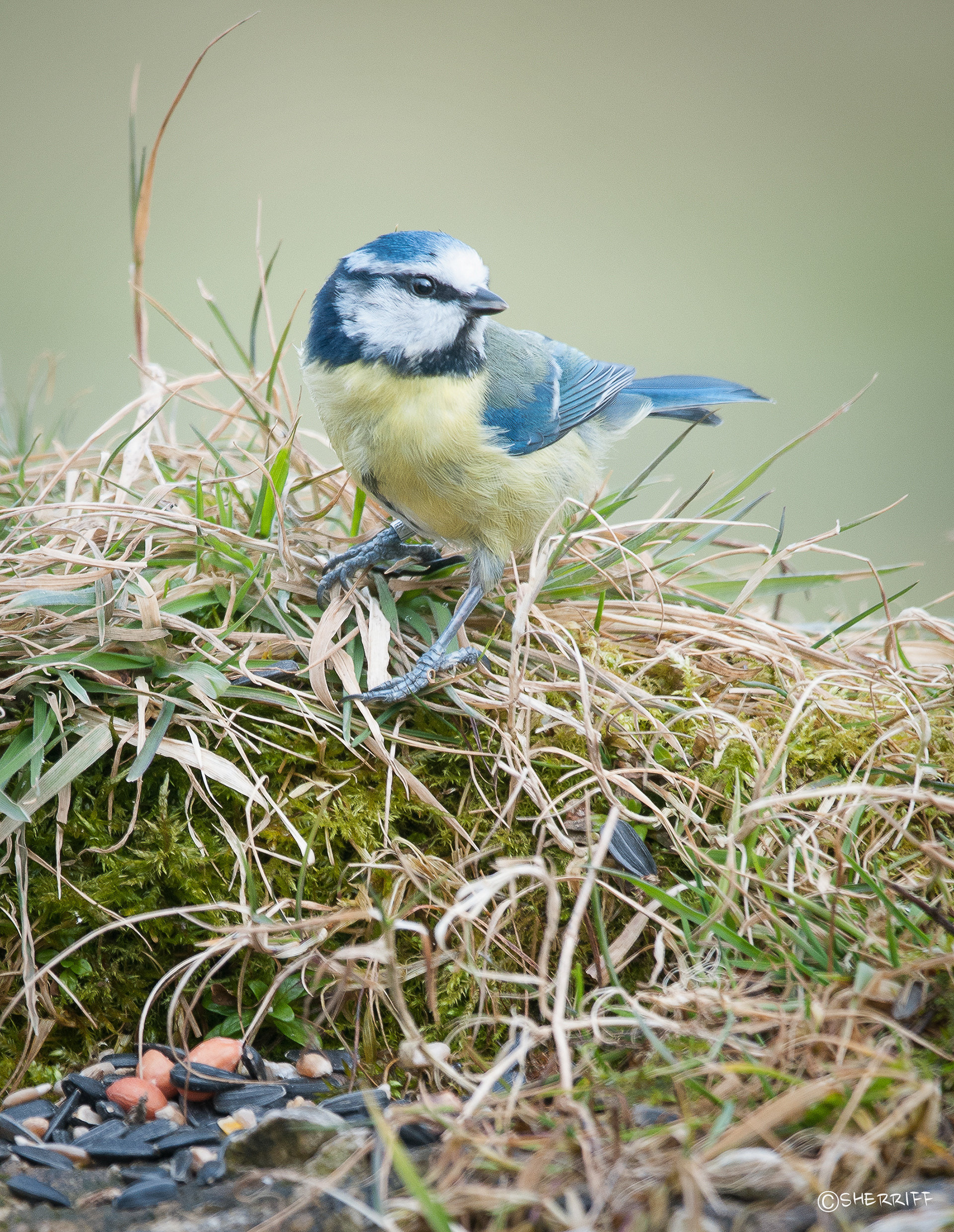 BLUE TIT