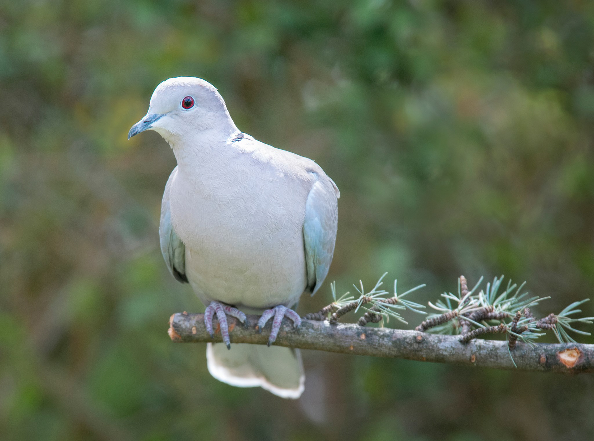 COLLARED DOVE