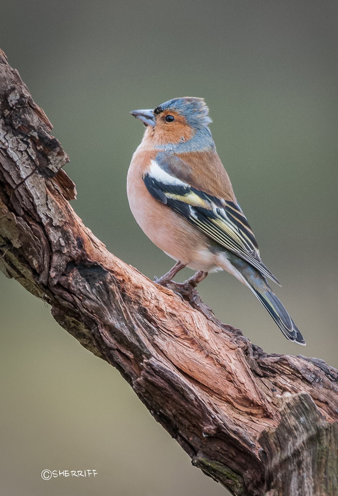 CHAFFINCH MALE