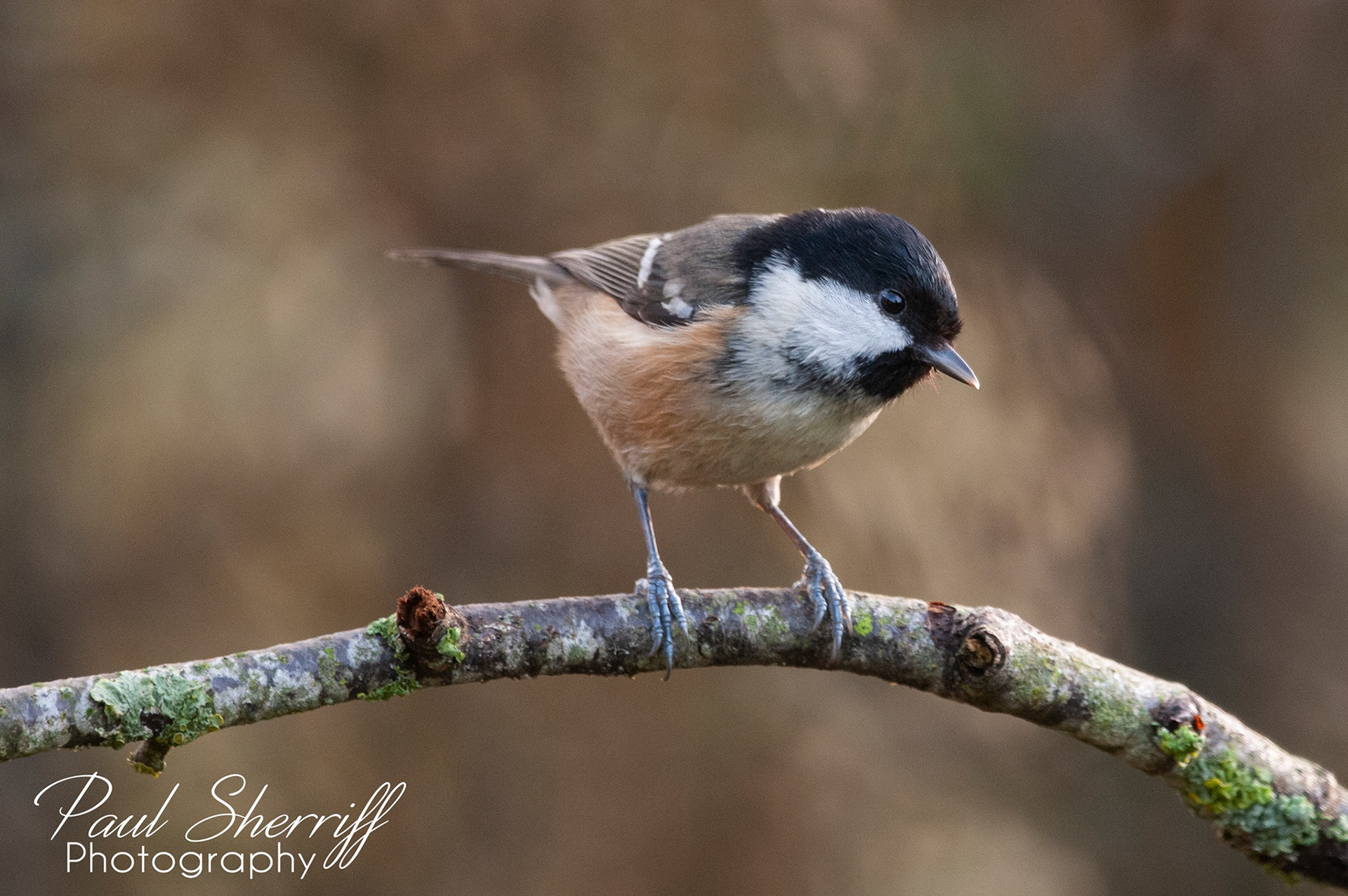 COAL TIT