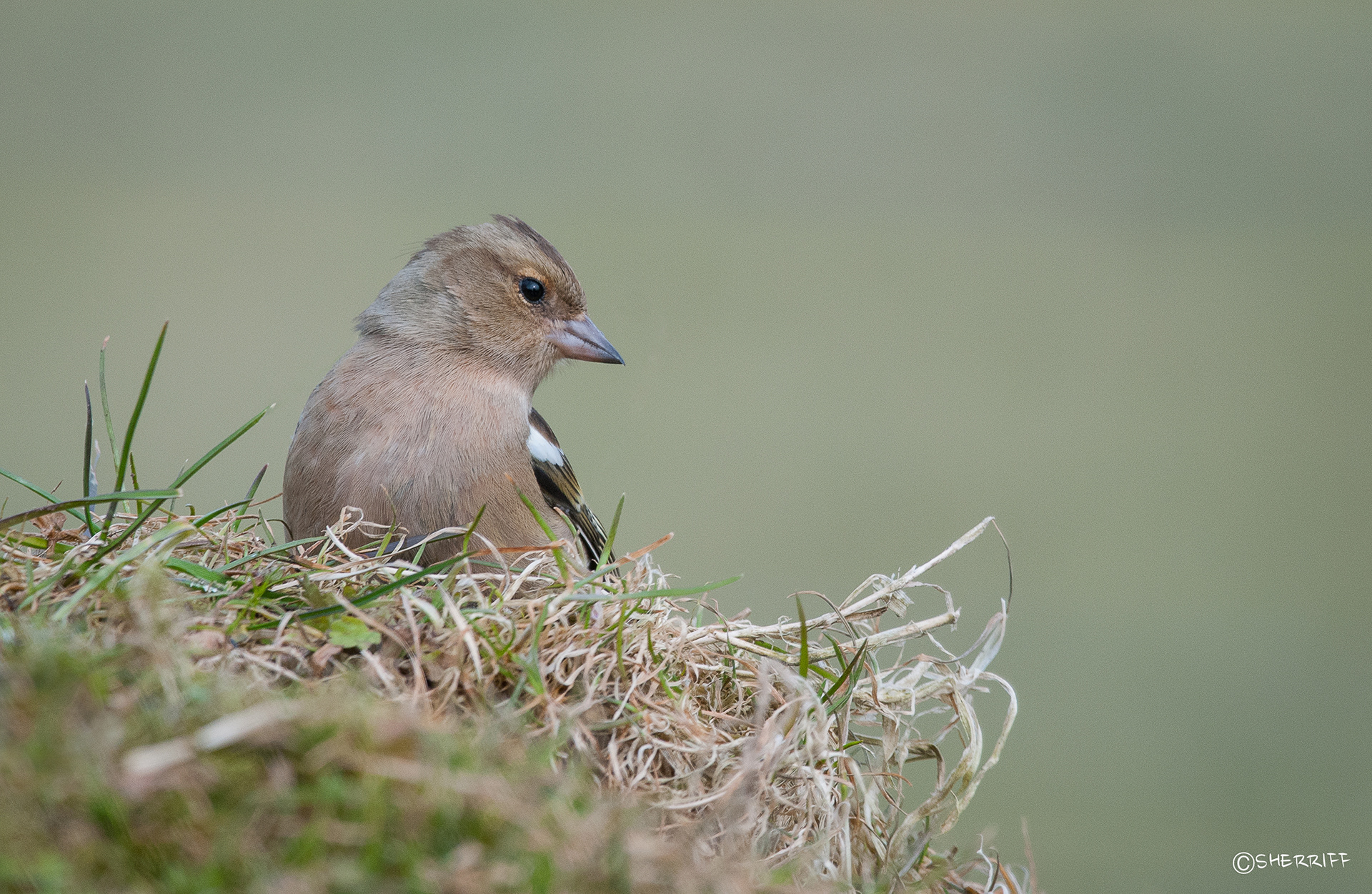 CHAFFINCH FEMALE