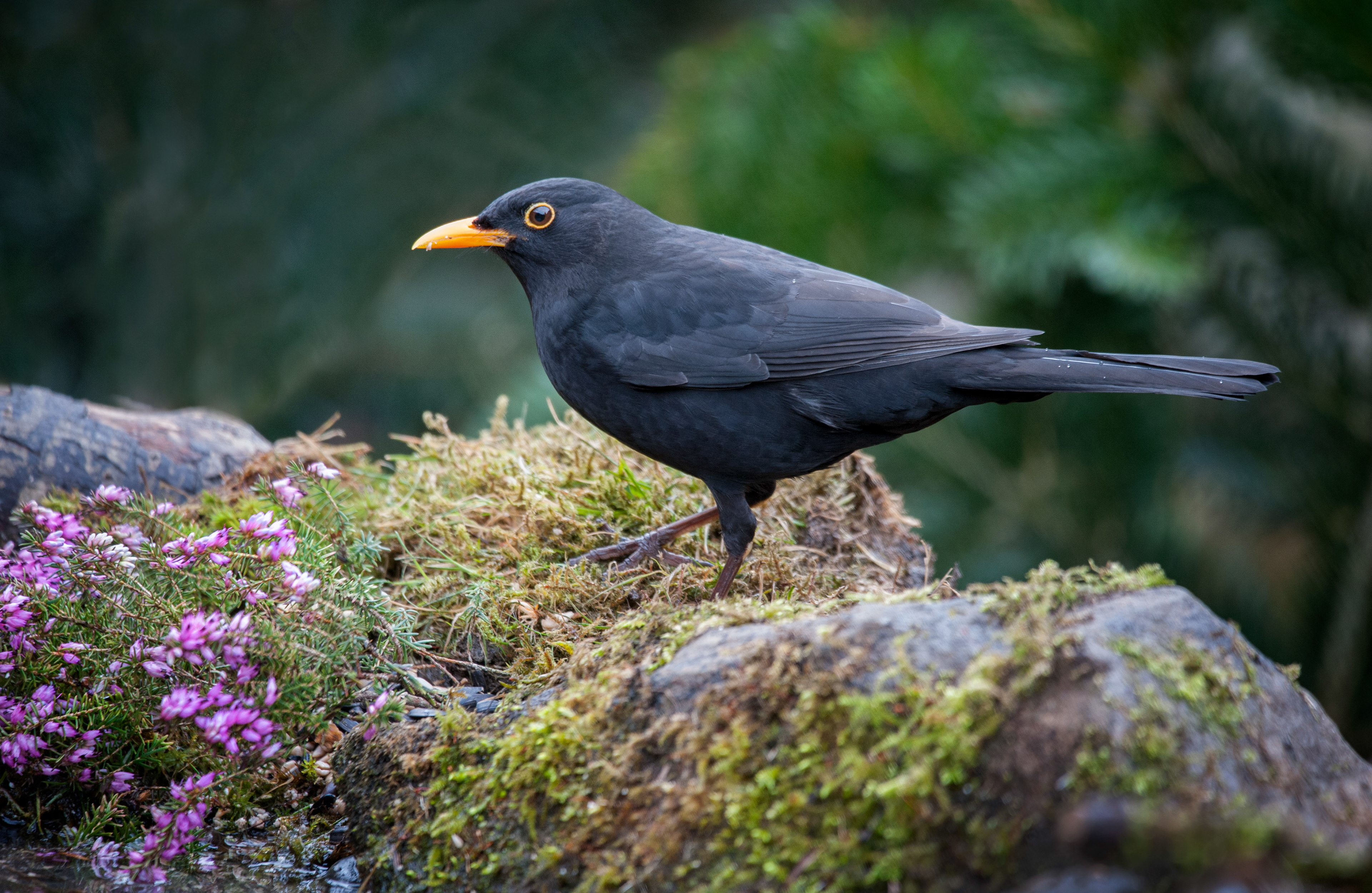 BLACK BIRD