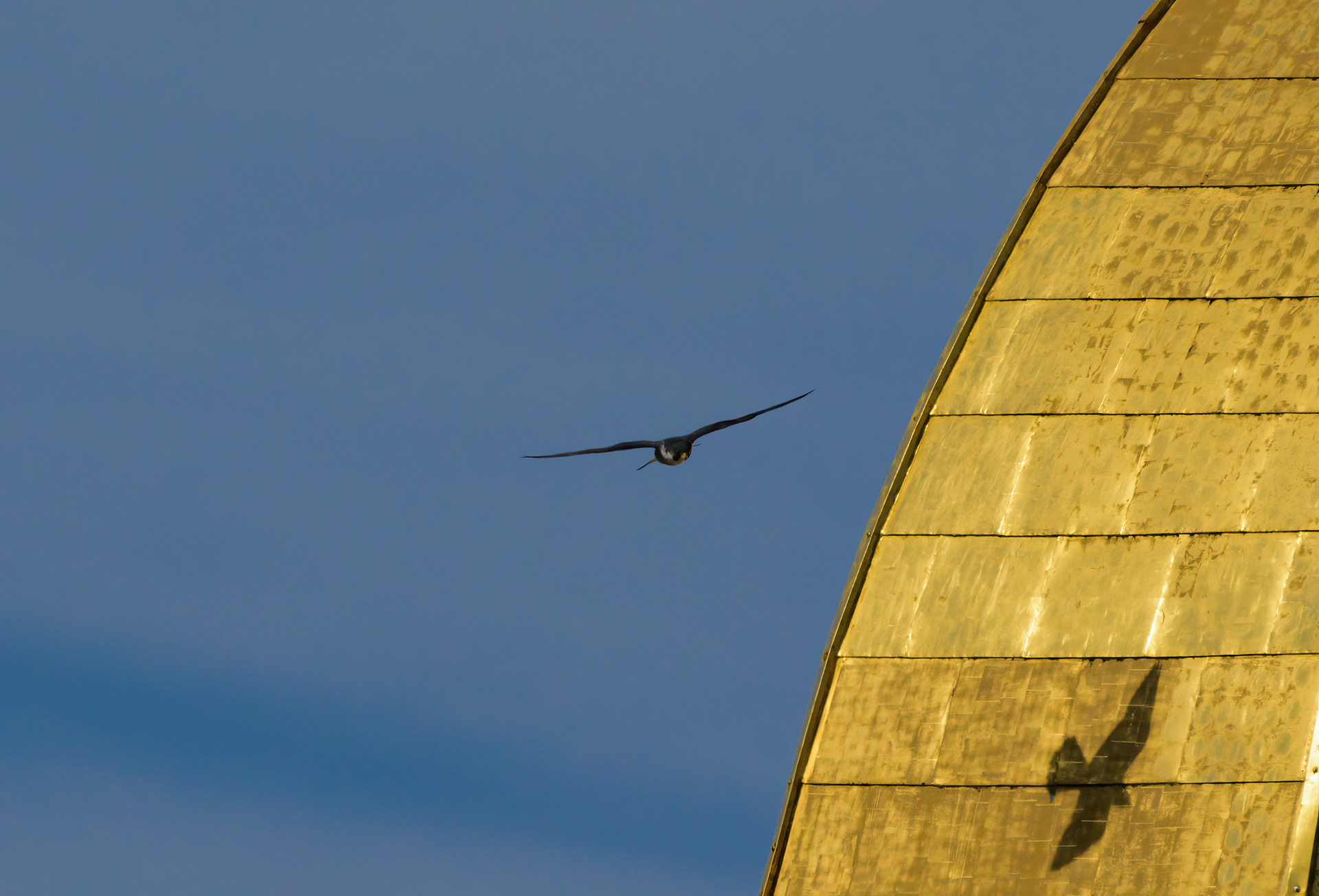 Peregrin Falcon