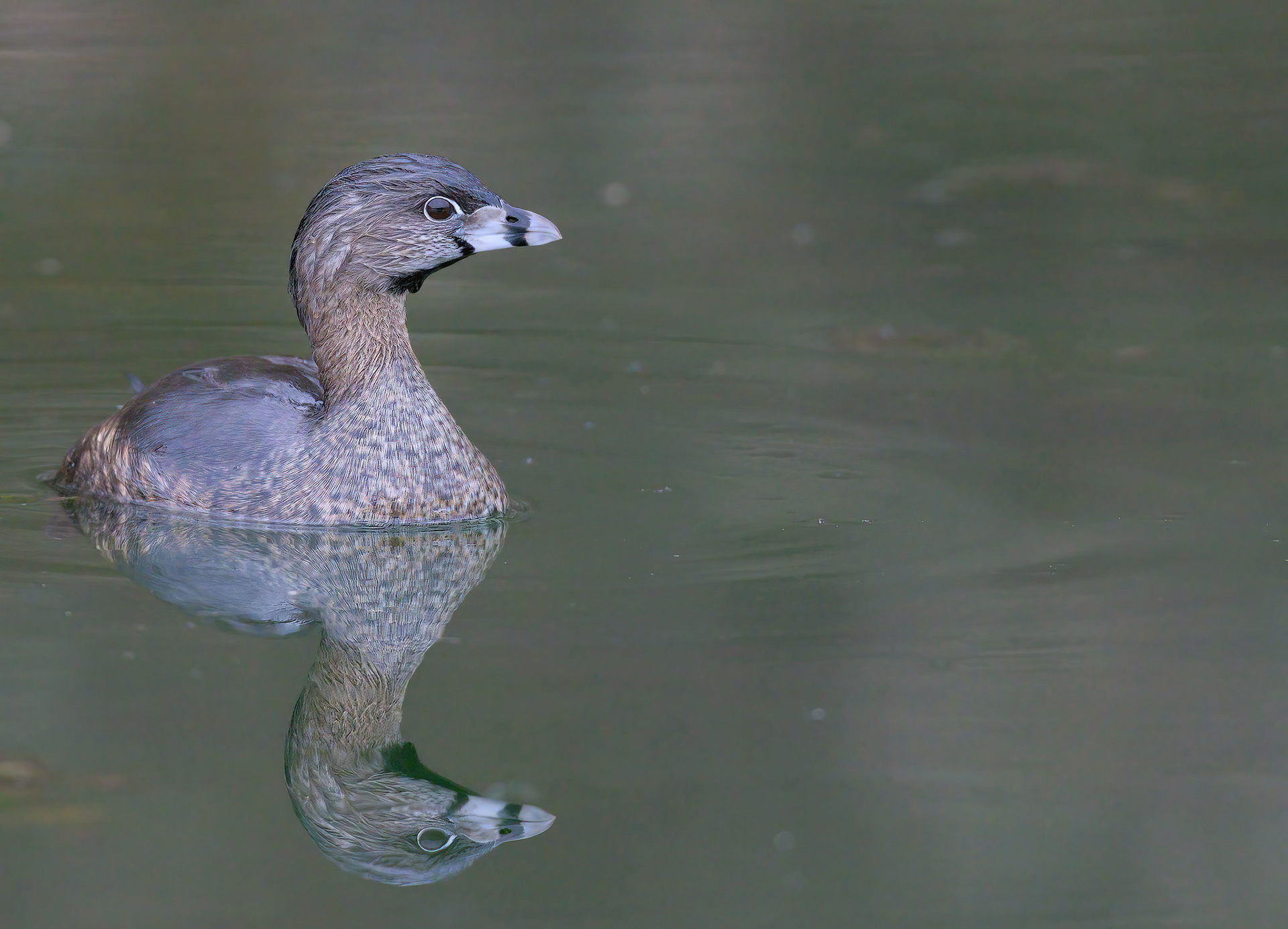 Pied-Billed Grebe