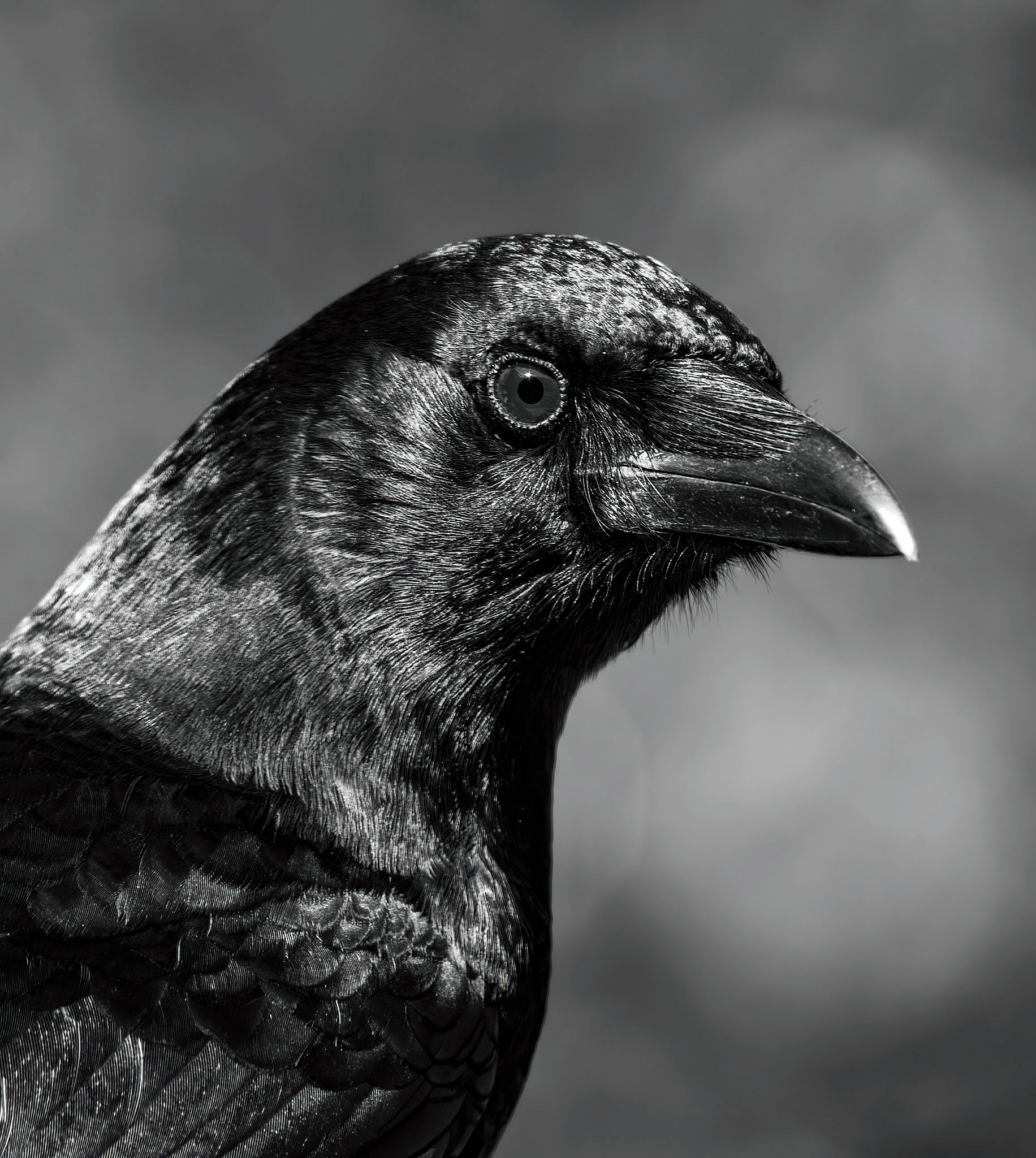 American Crow