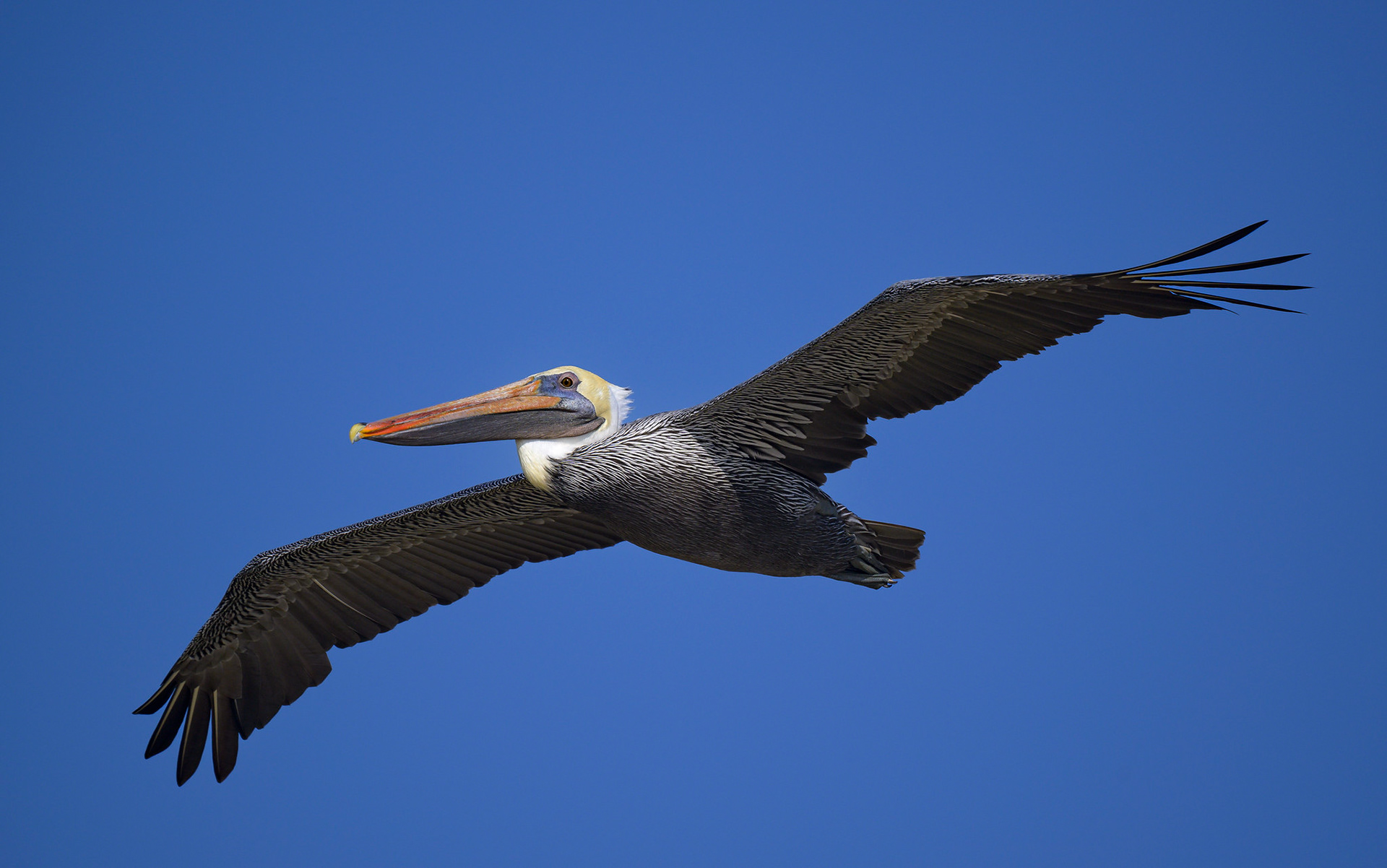 Brown Pelican