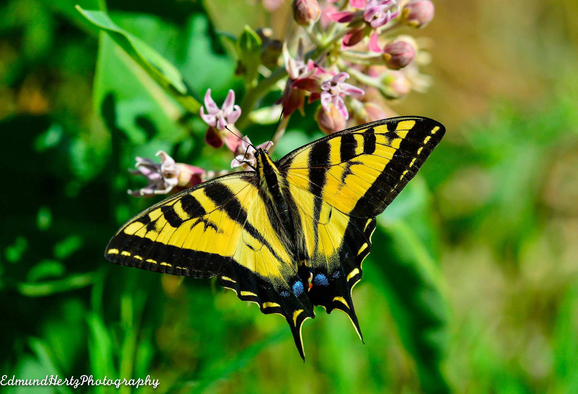 Tiger Swallowtail