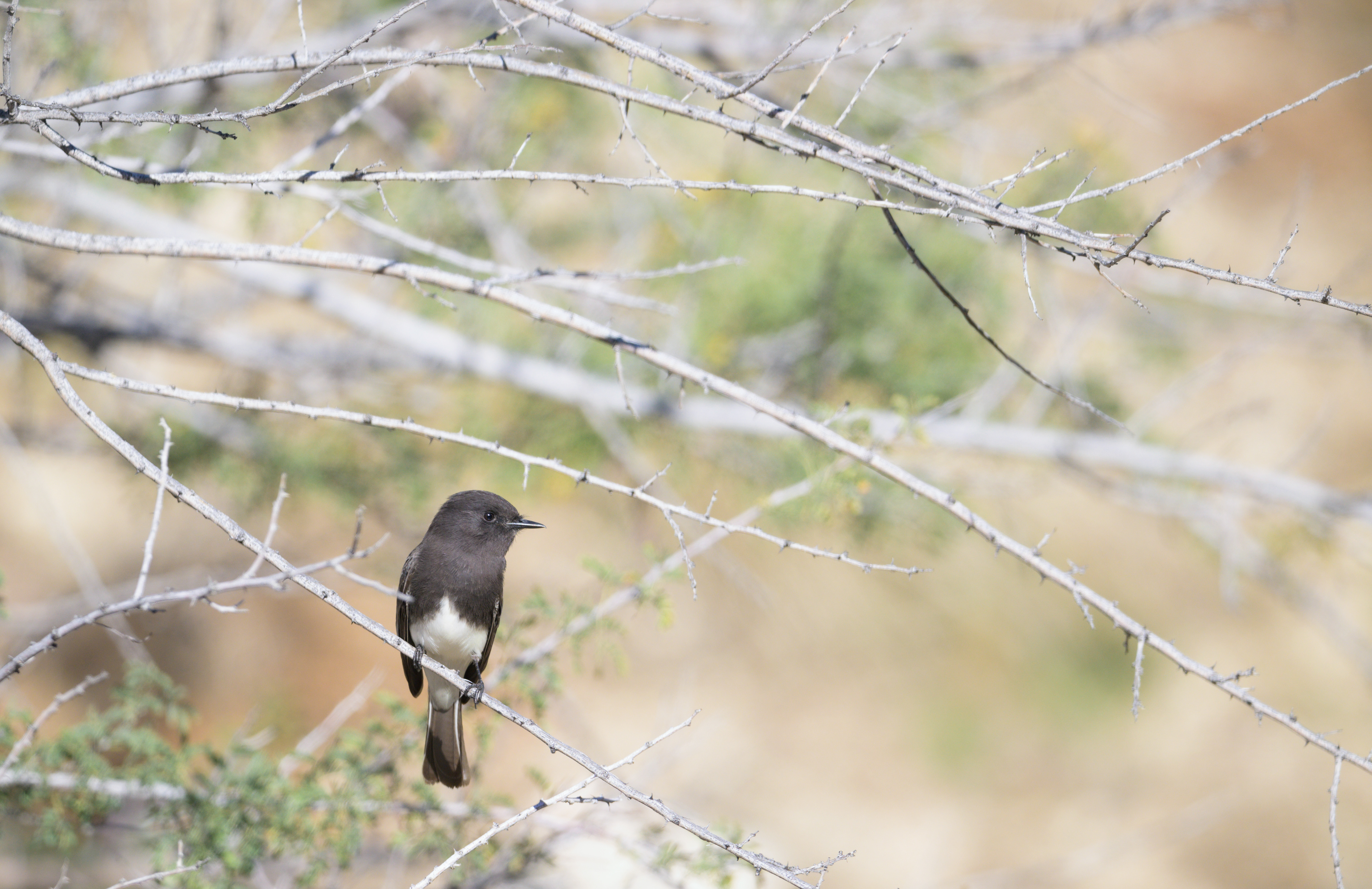 Black Phoebe