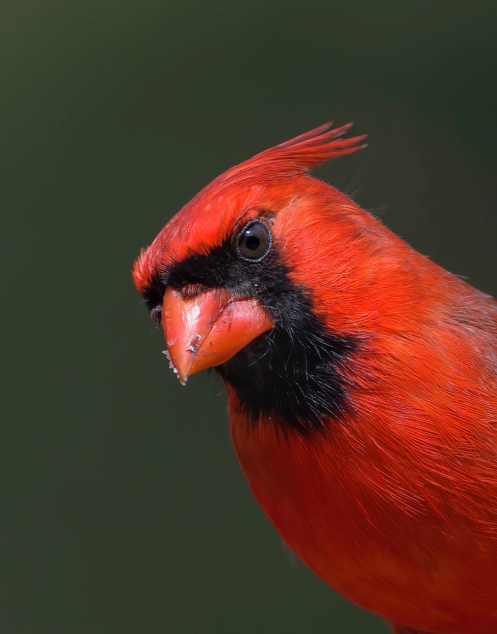 Northern Cardinal