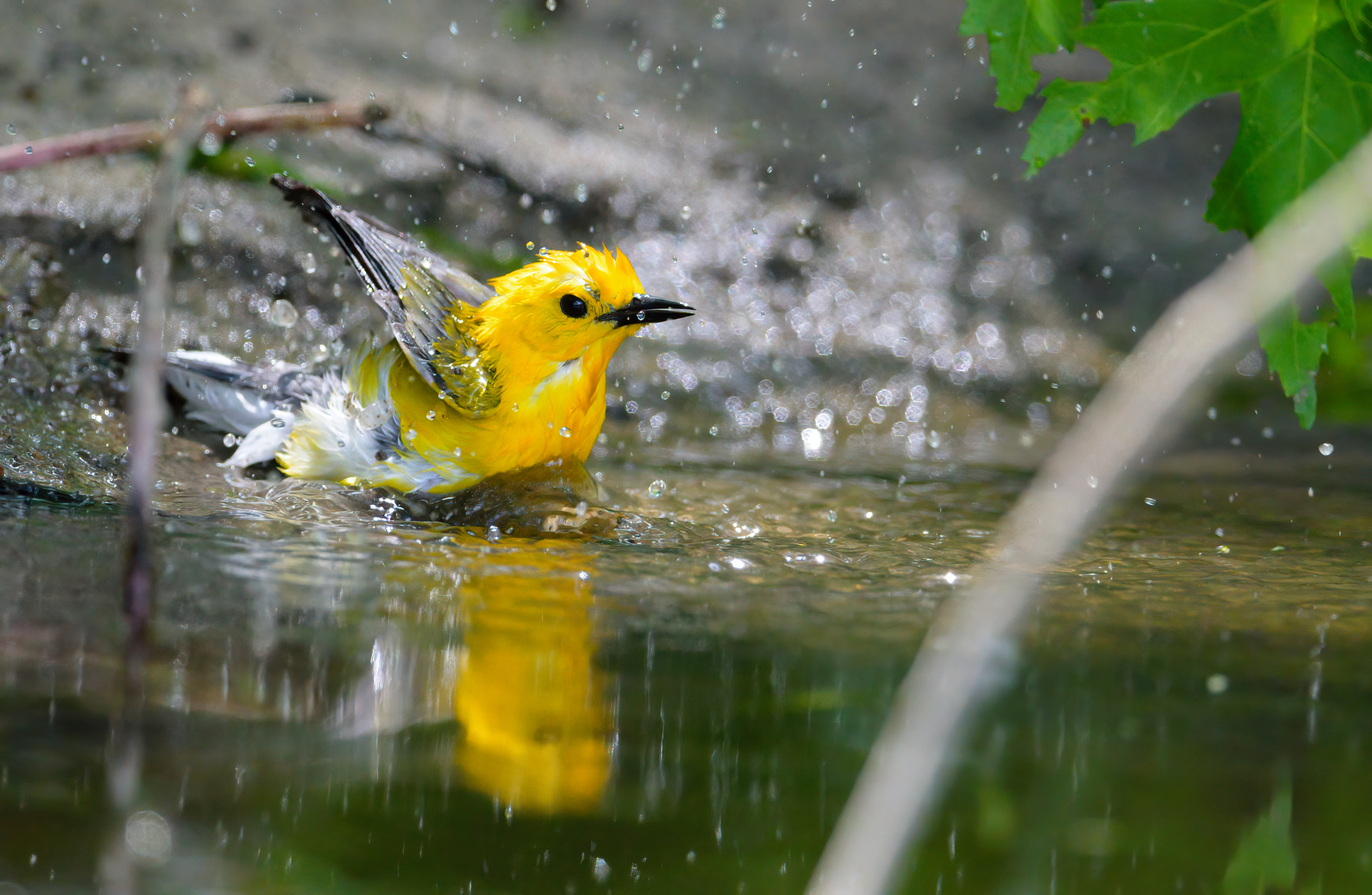 Prothonotary Warbler