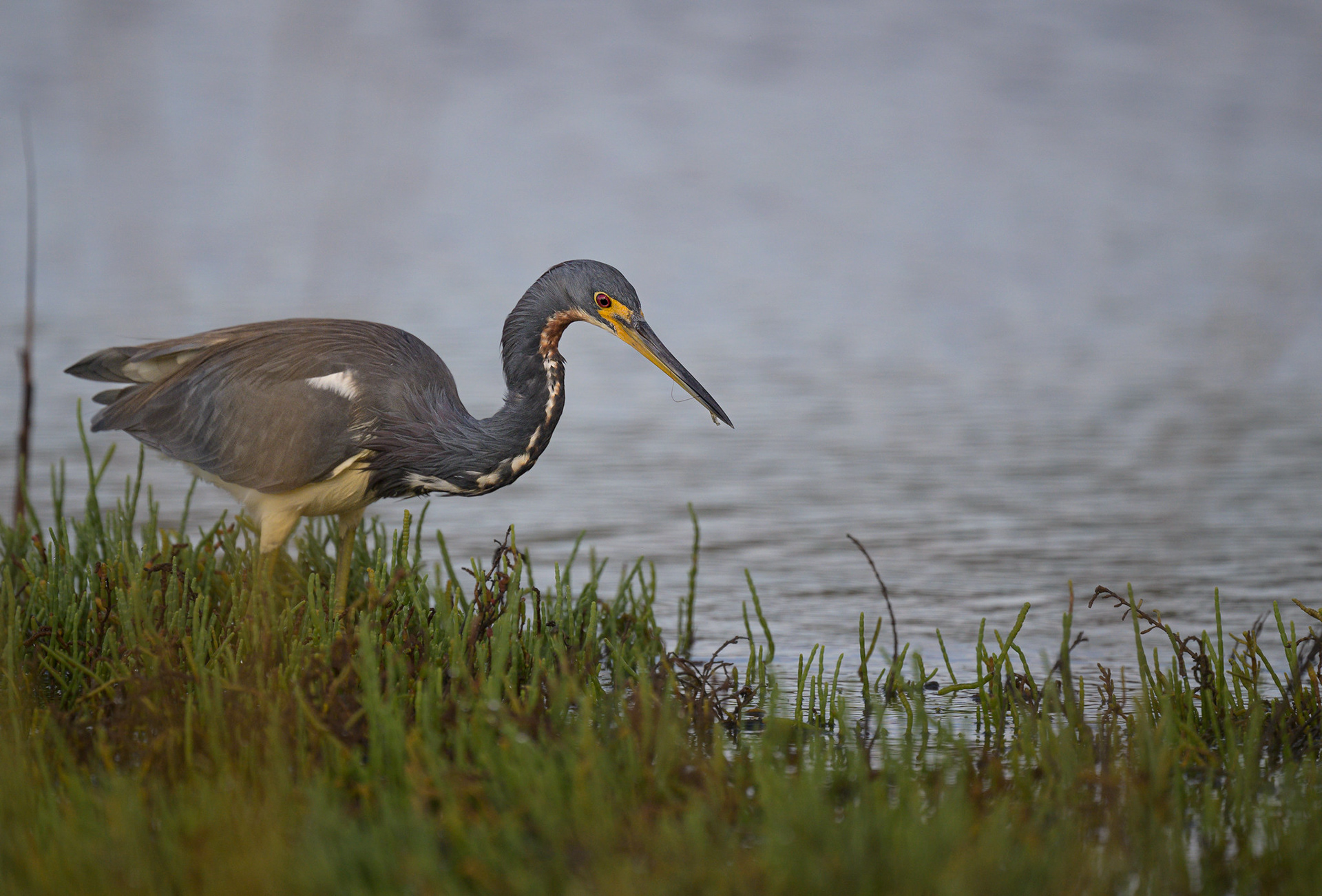 Tri-Colored Heron