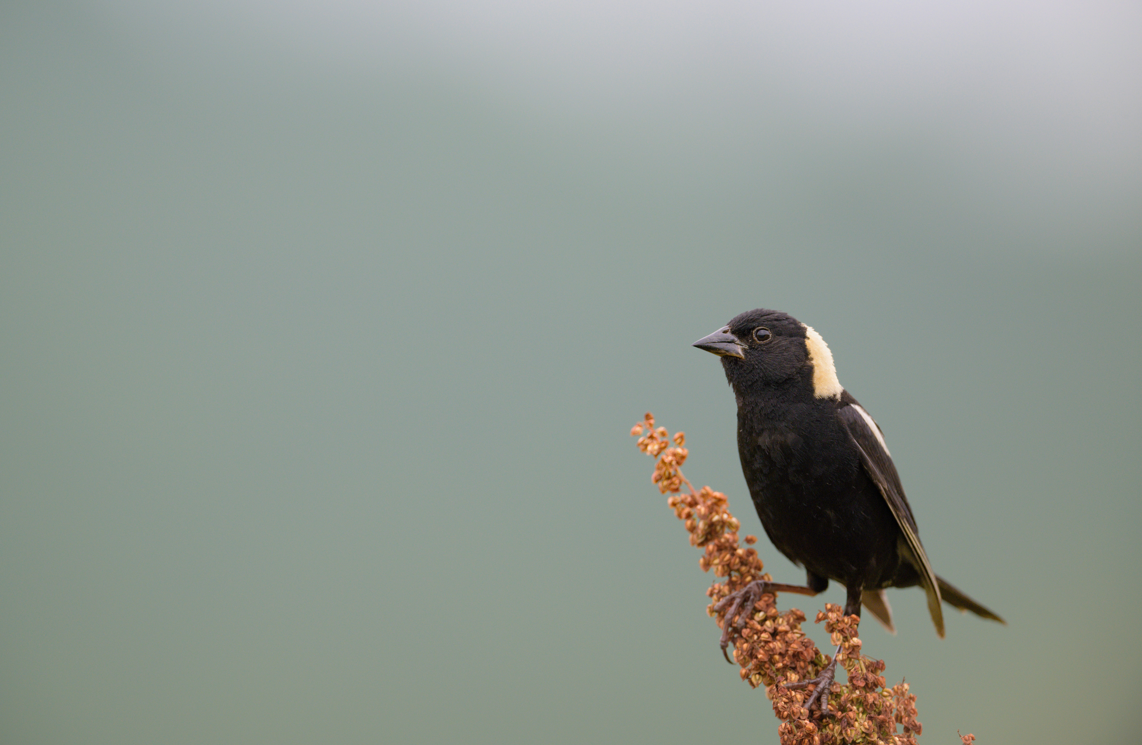 Bobolink