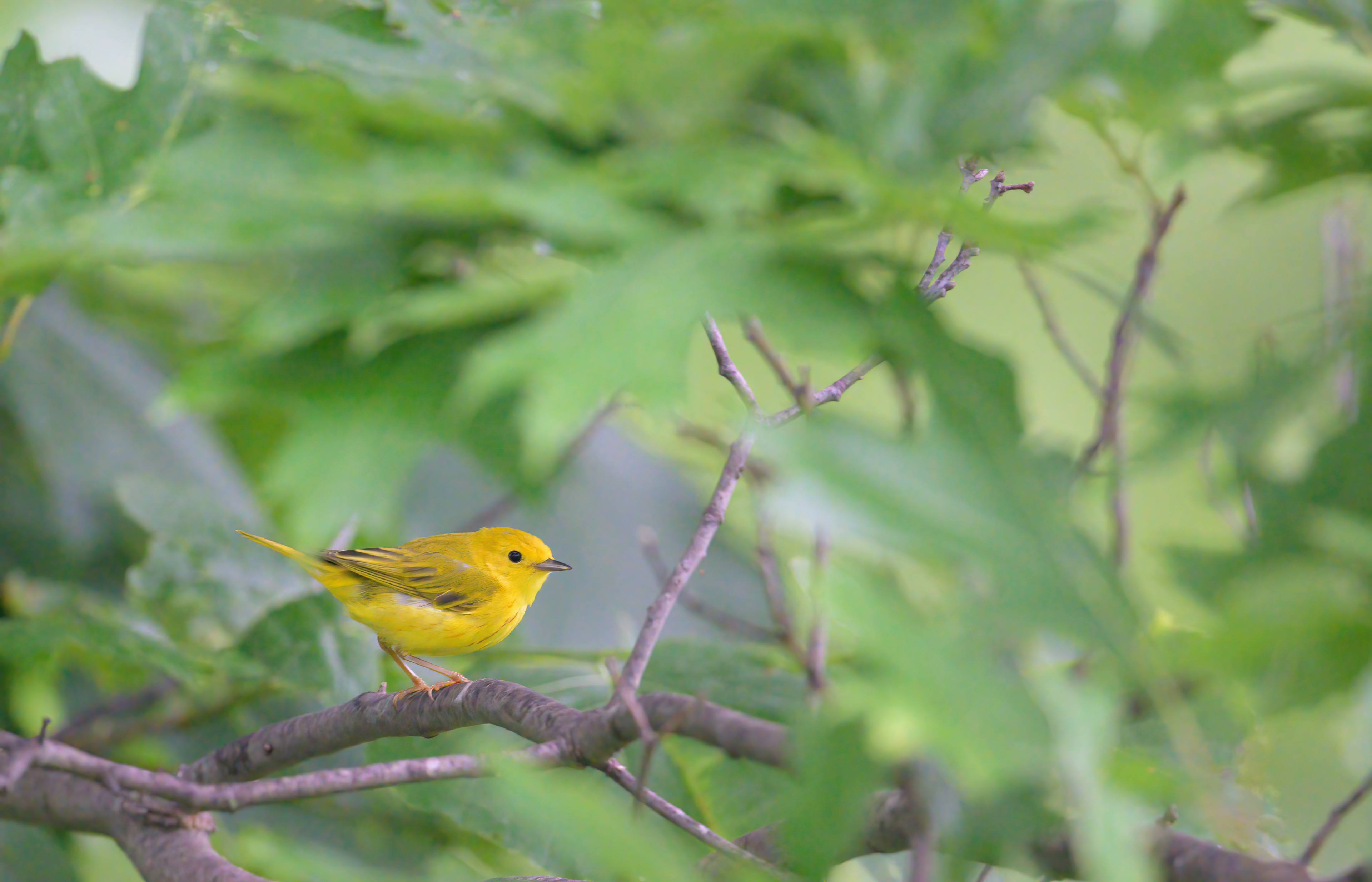 Yellow Warbler