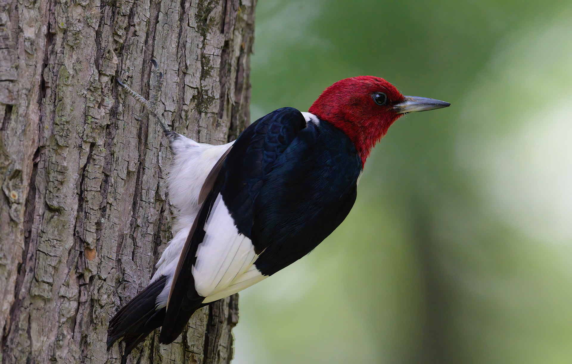 Red-Headed Woodpecker