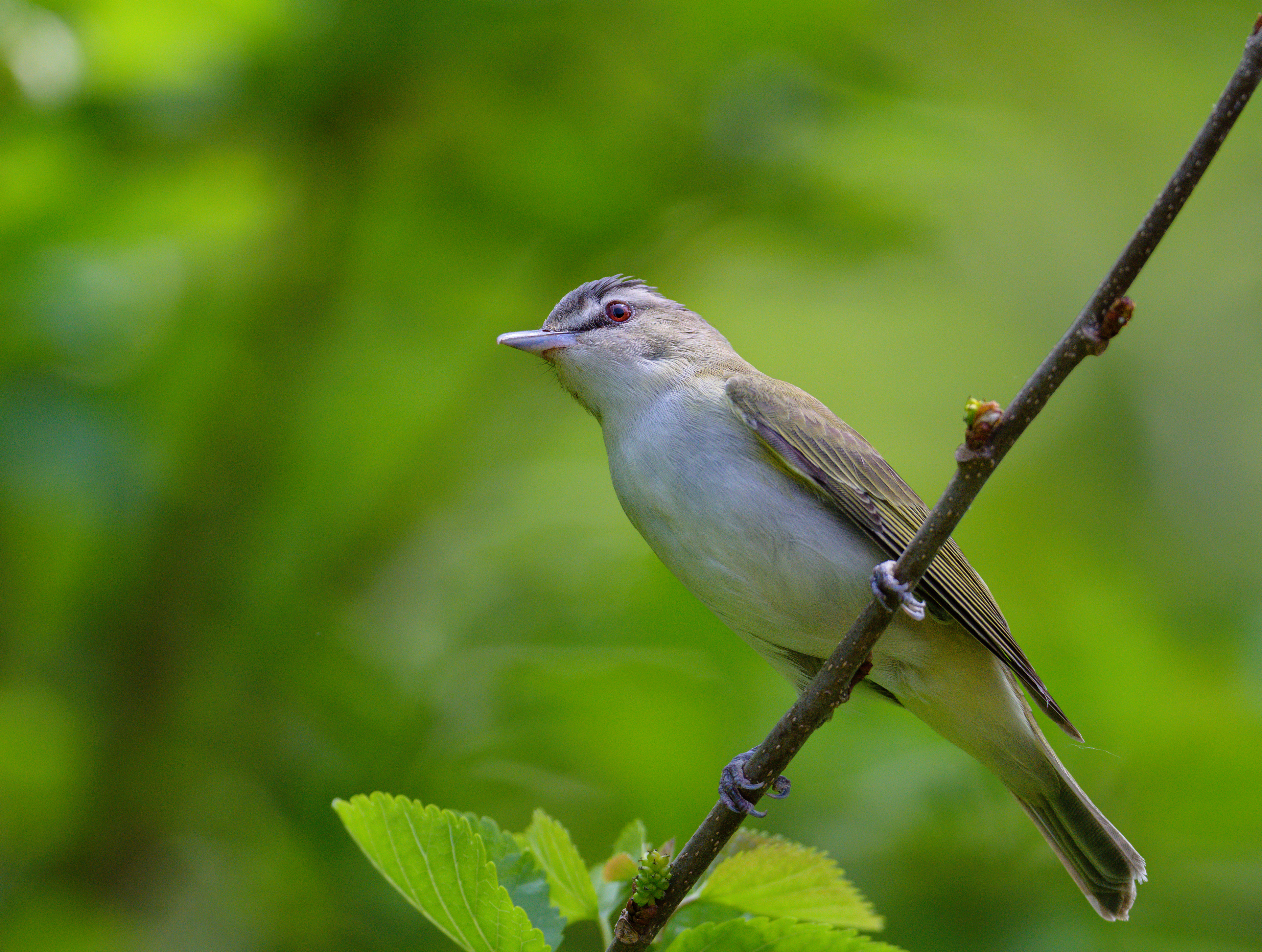 Red-Eyed Vireo