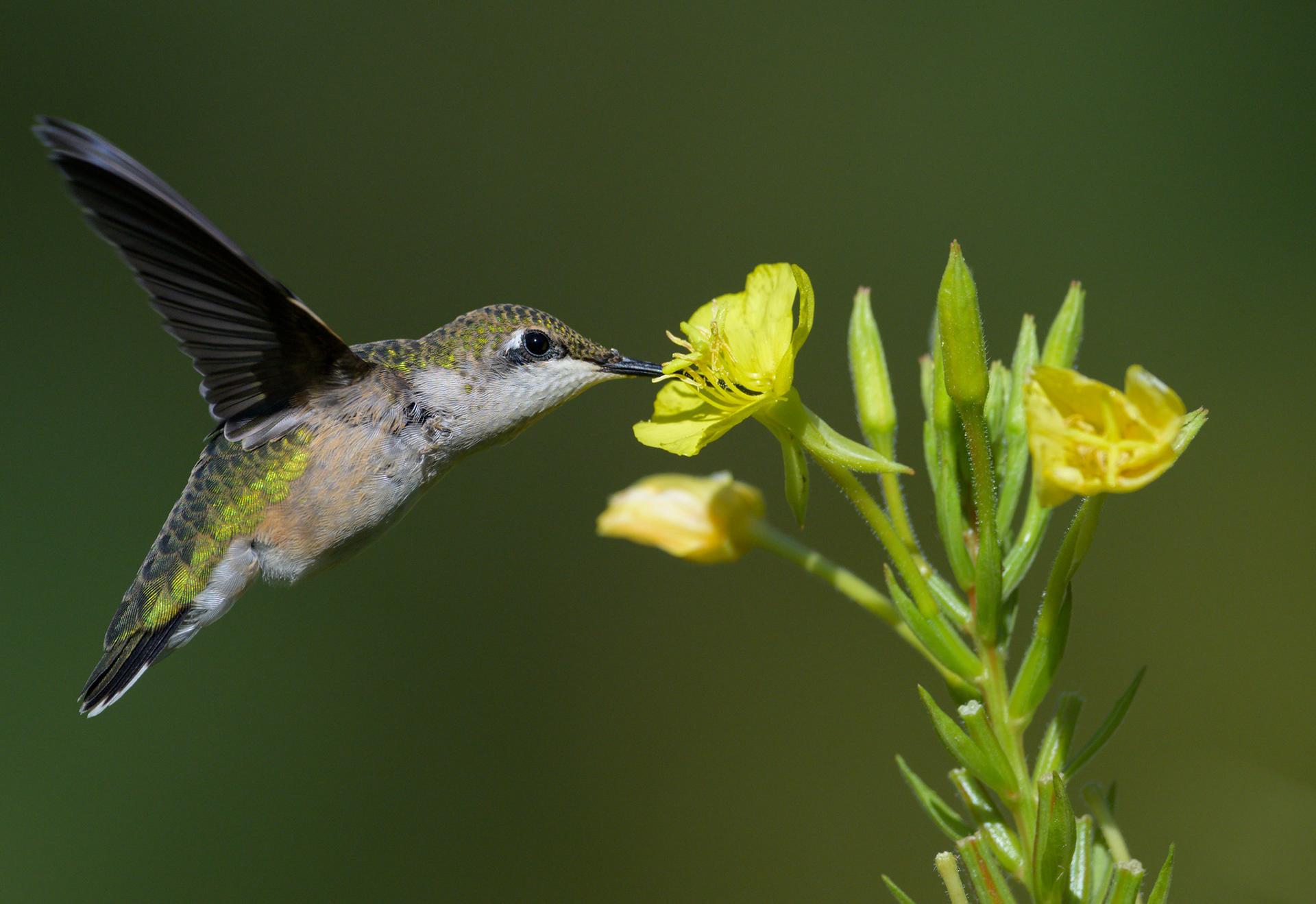 Ruby-Throated Hummingbird