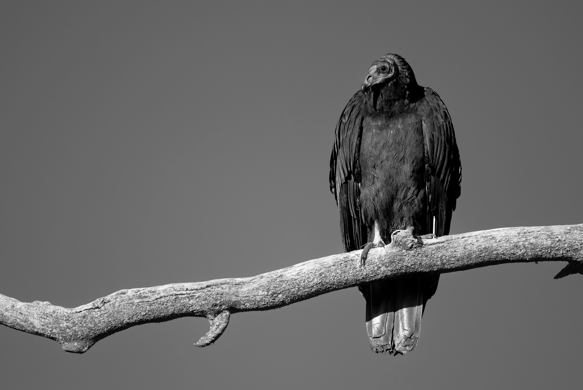 Turkey Vulture