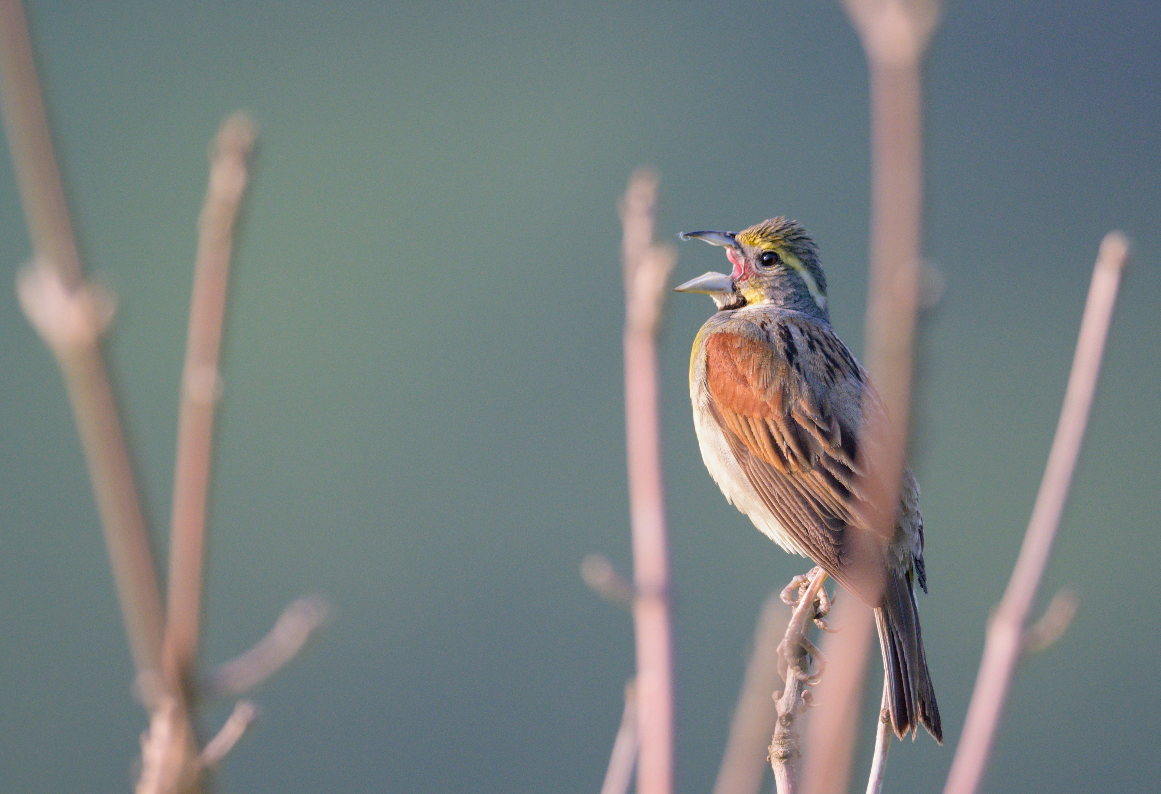 Dickcissel