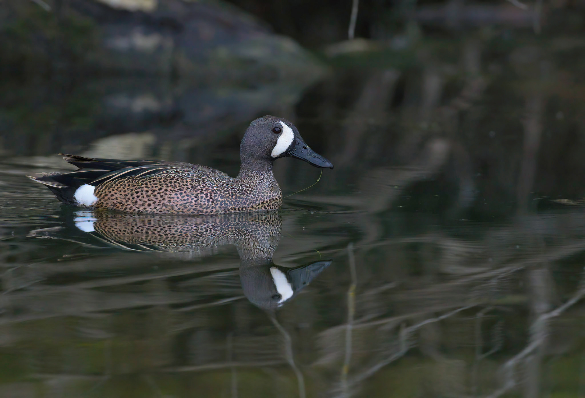 Blue-Winged Teal