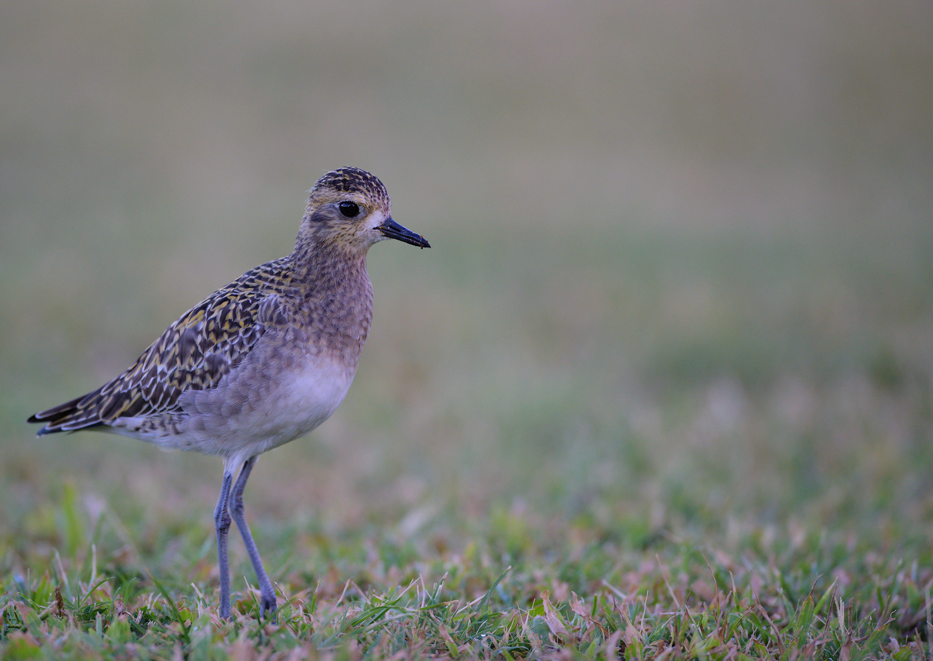 Pacific Golden Plover