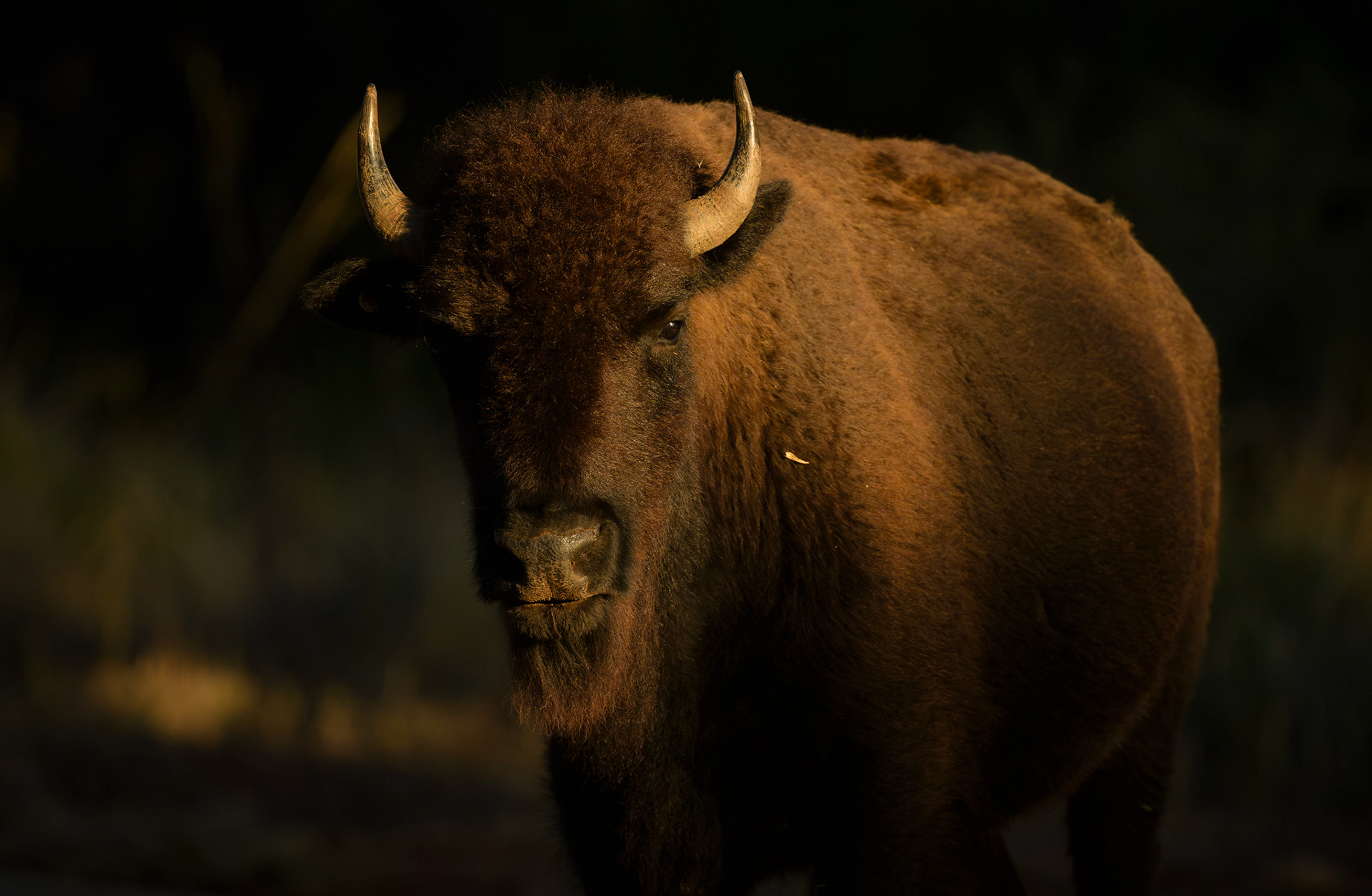 American Bison