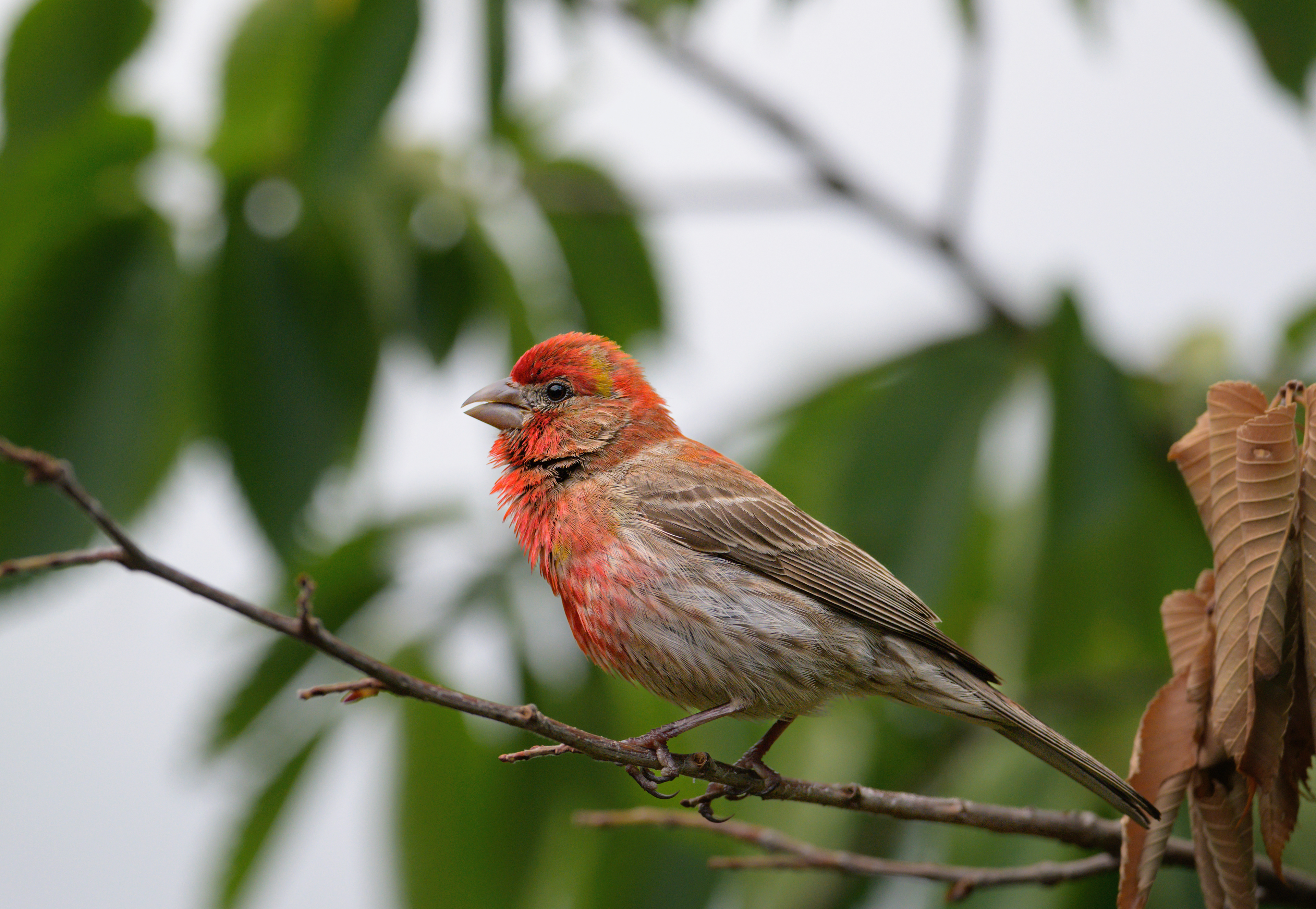 House finch