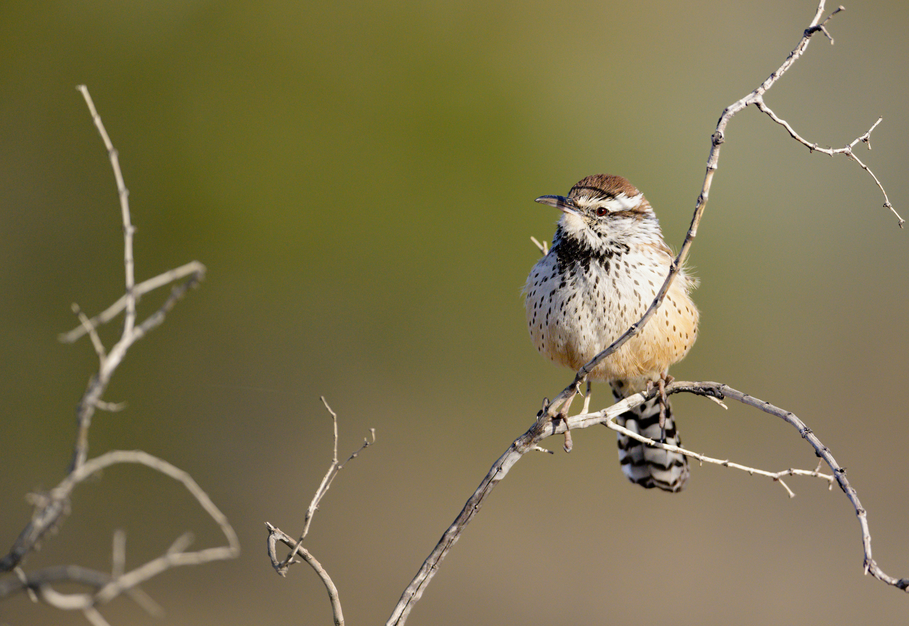 Cactus Wren