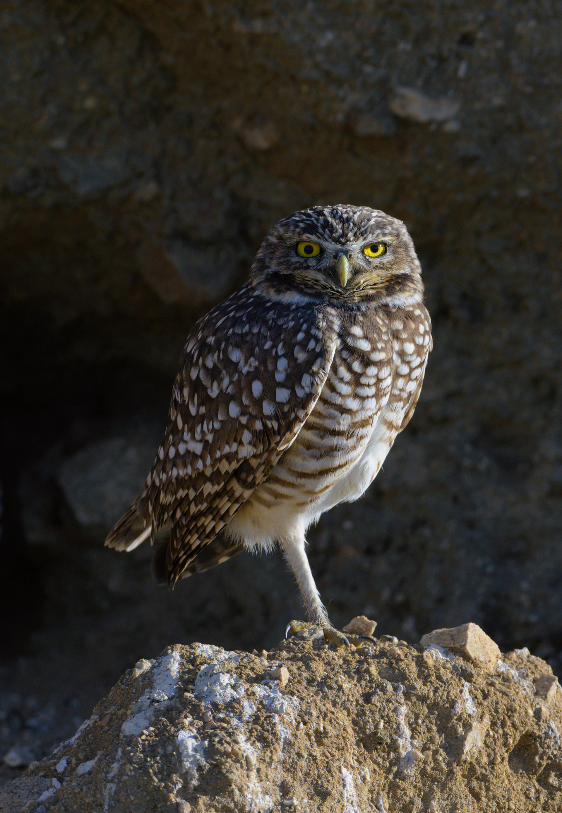 Burrowing Owl