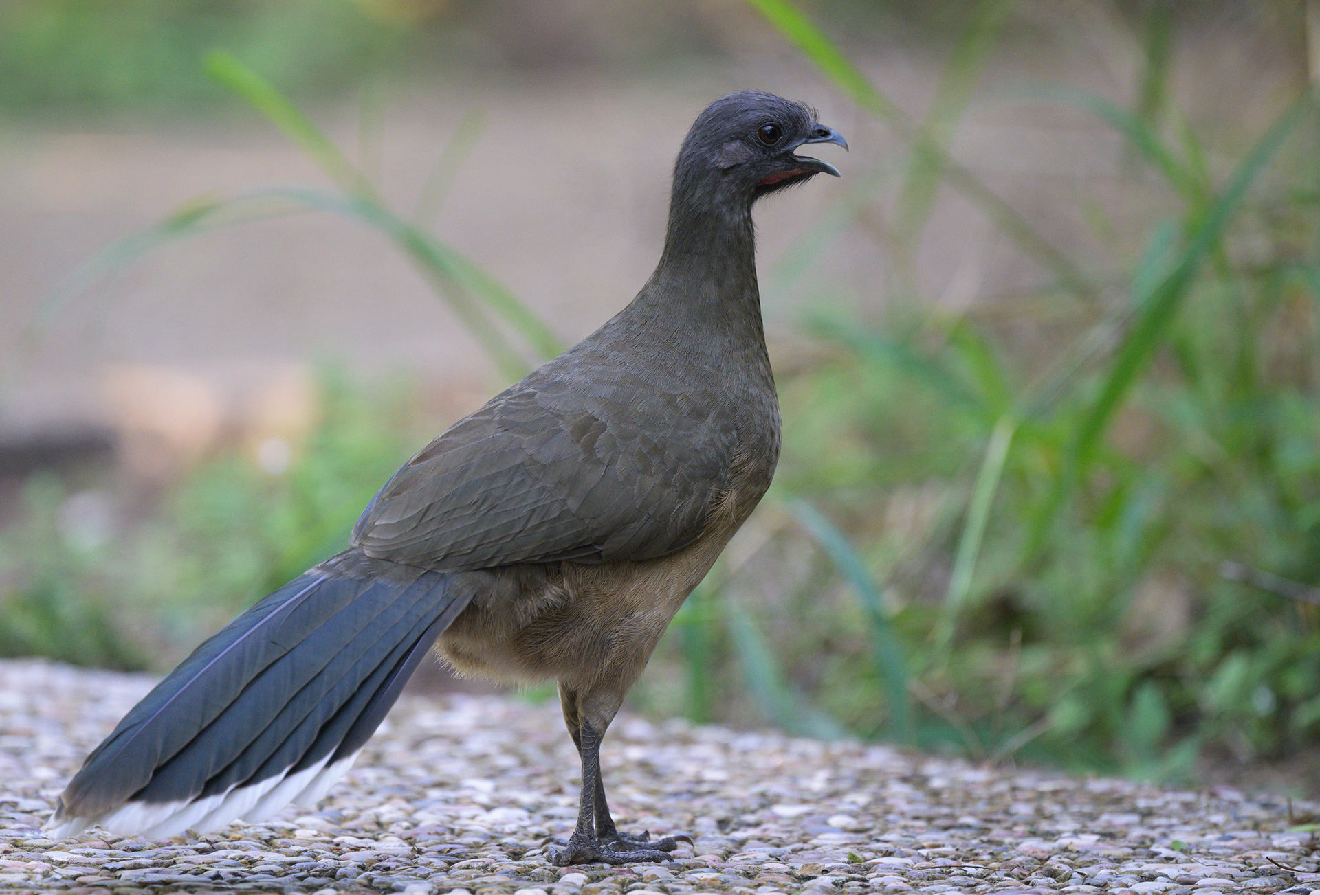 Plain Chachalaca