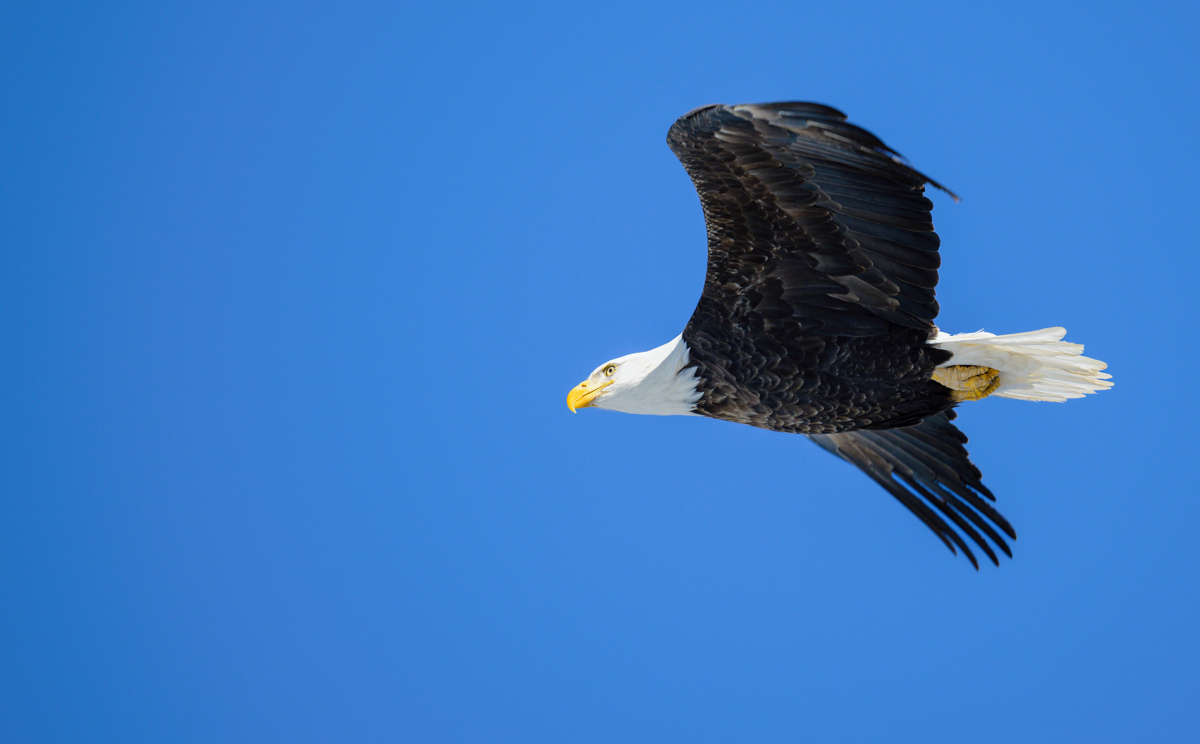 American Bald Eagle