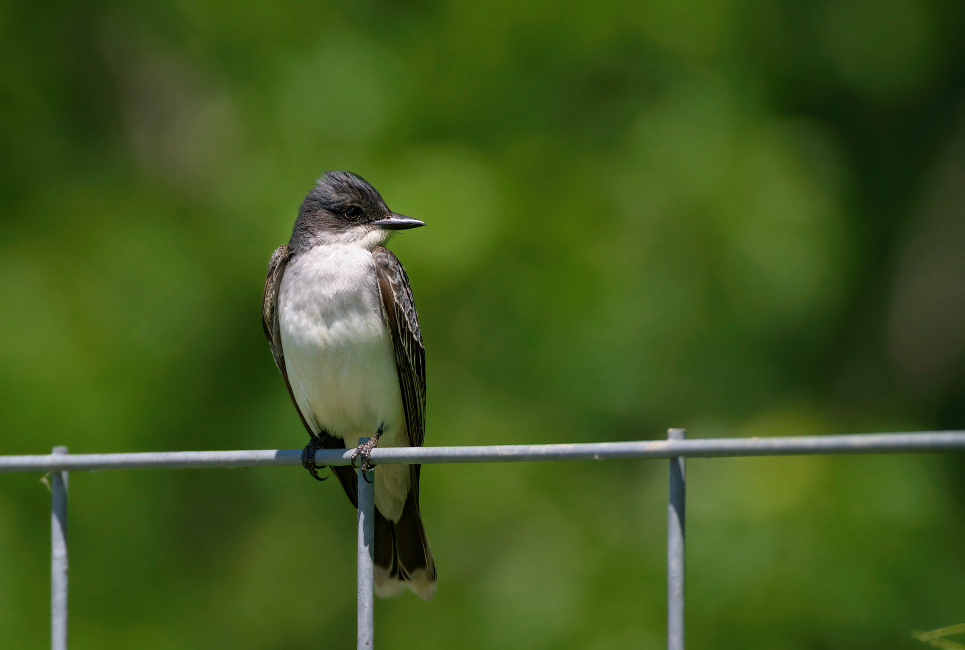 Eastern Kingbird