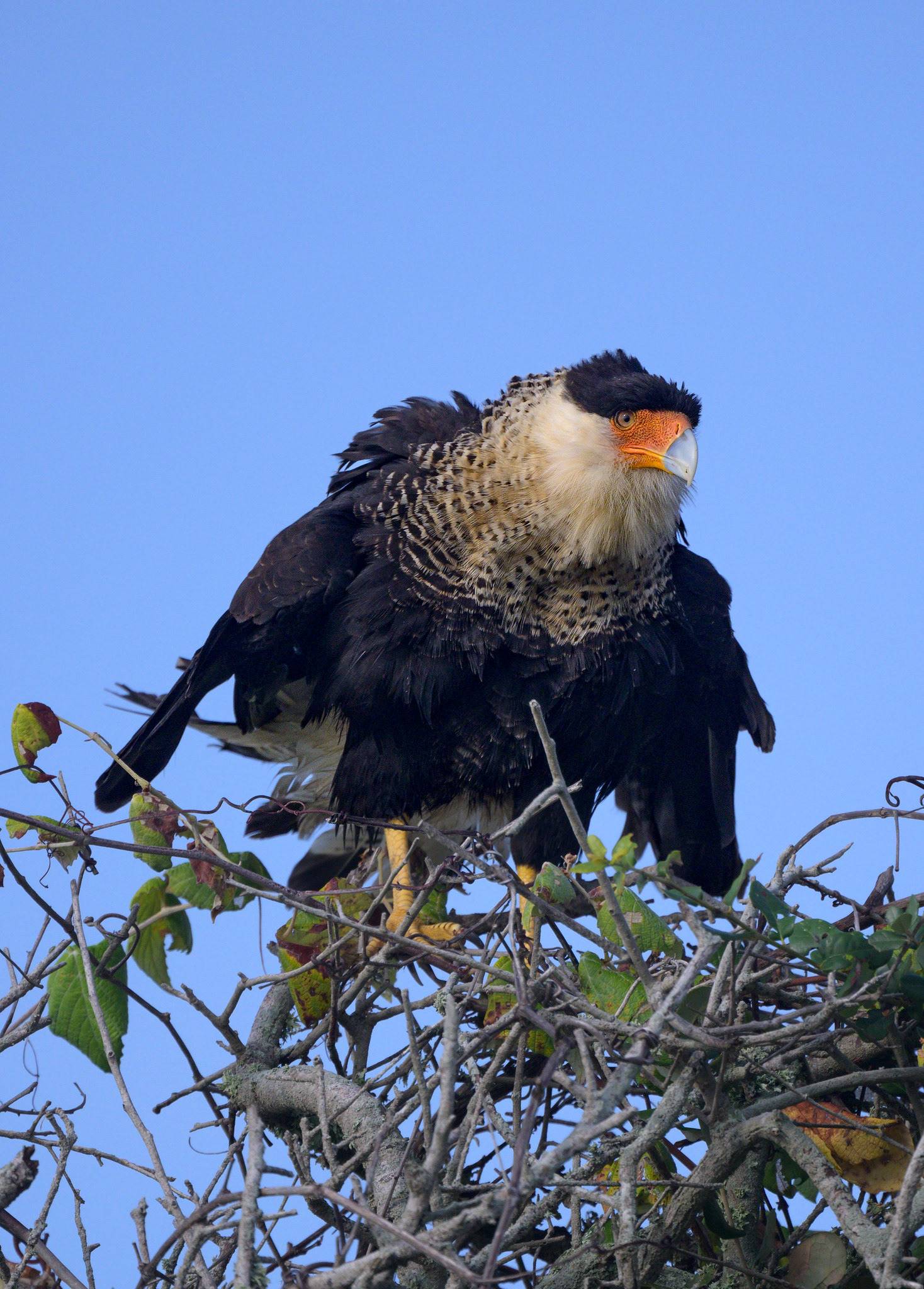 Northern Crested Caracara