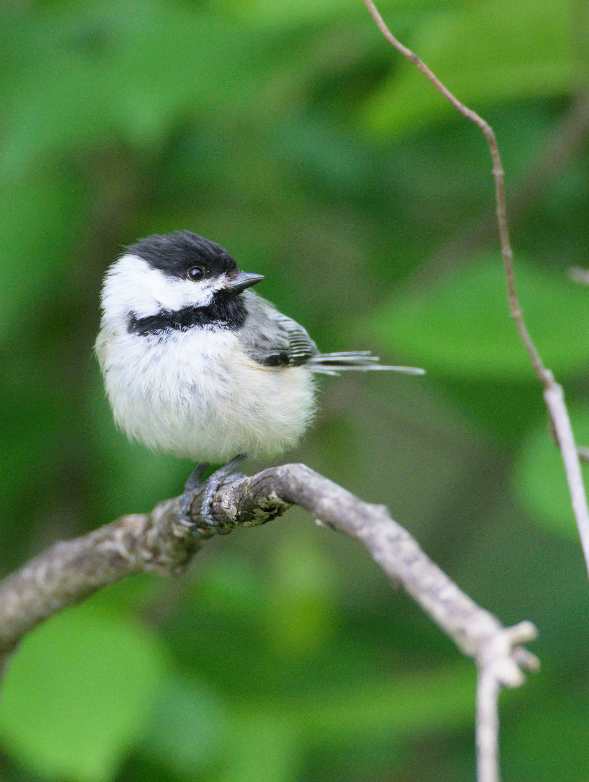 Black Capped Chickadee