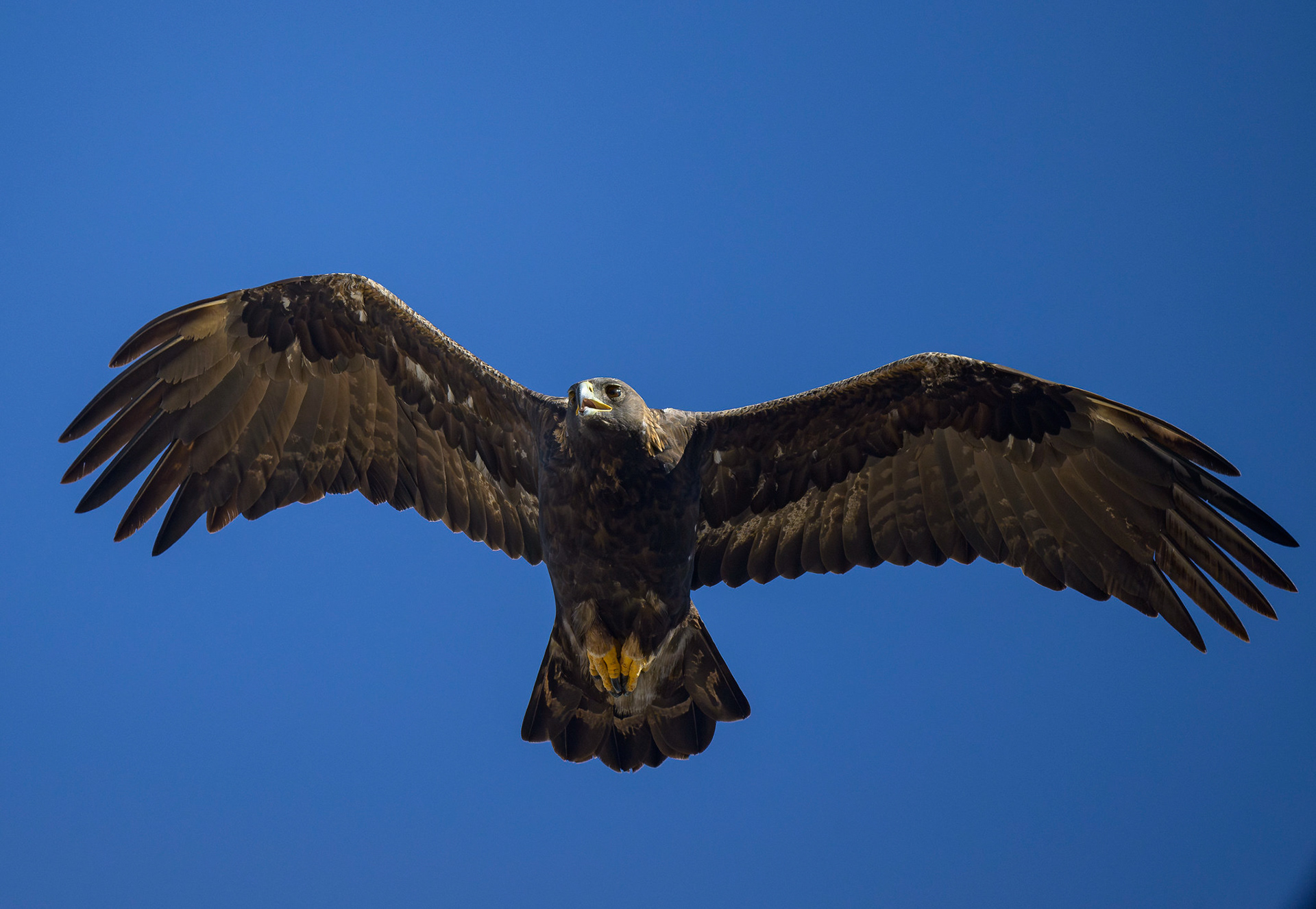 Golden Eagle