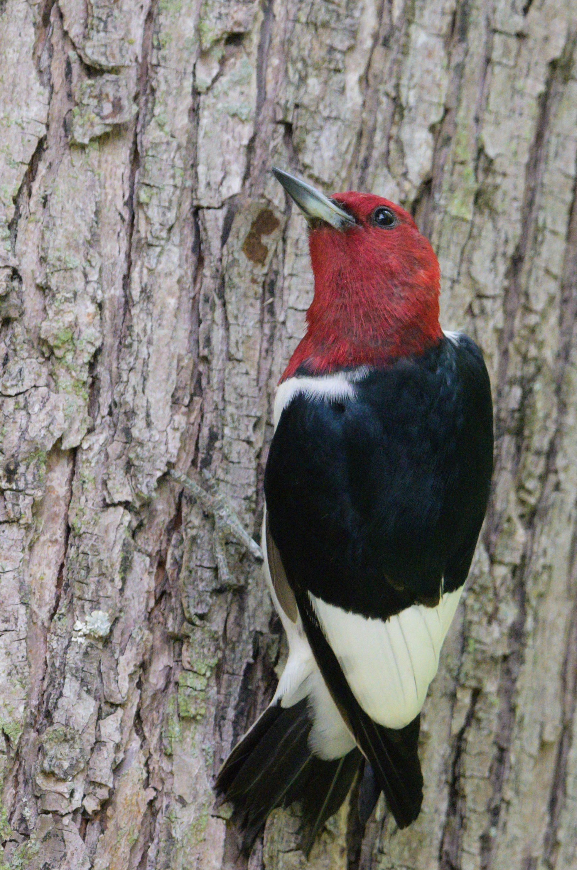 Red-Headed Woodpecker