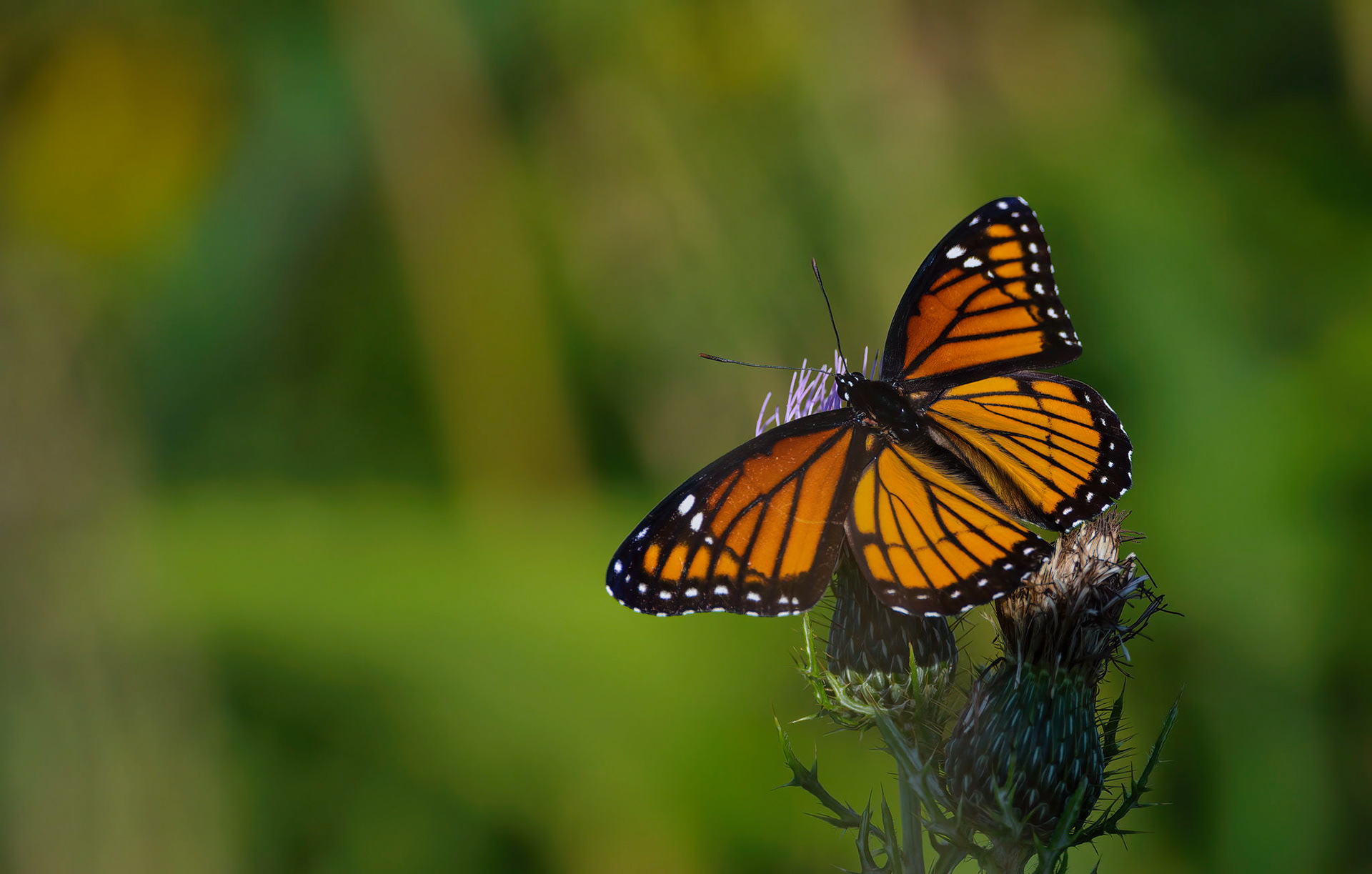 Viceroy