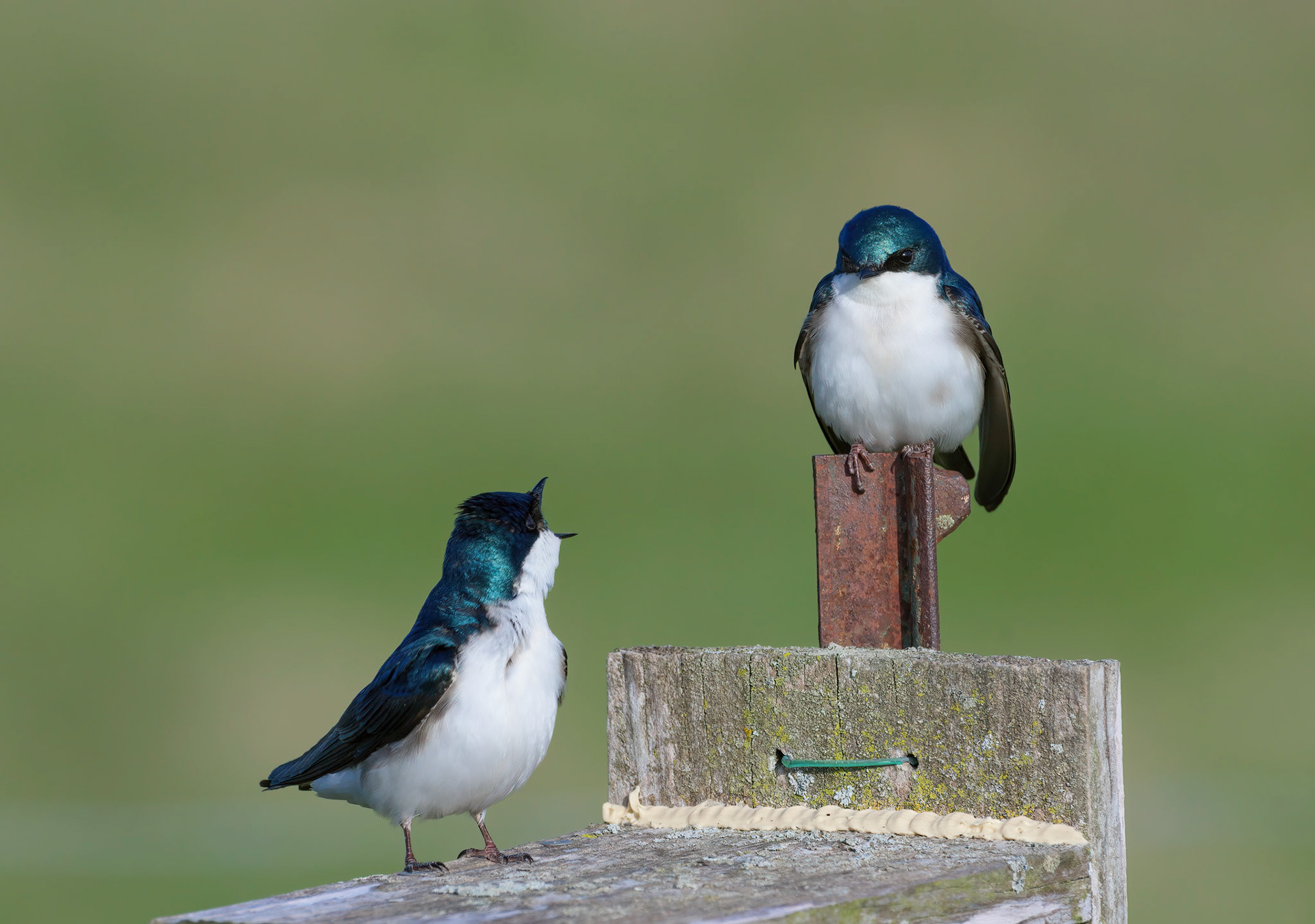 American Tree Swallows