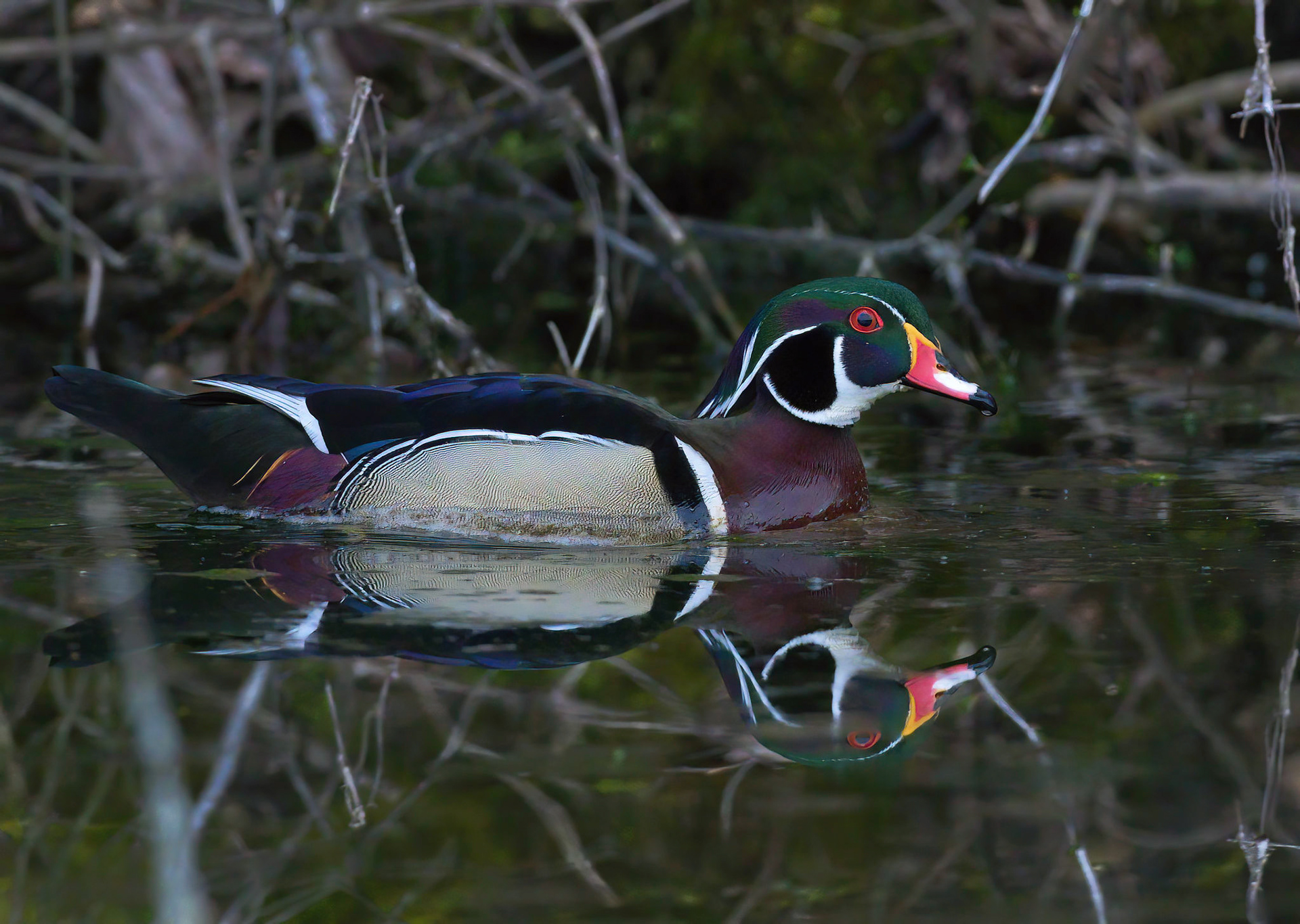 Wood Duck