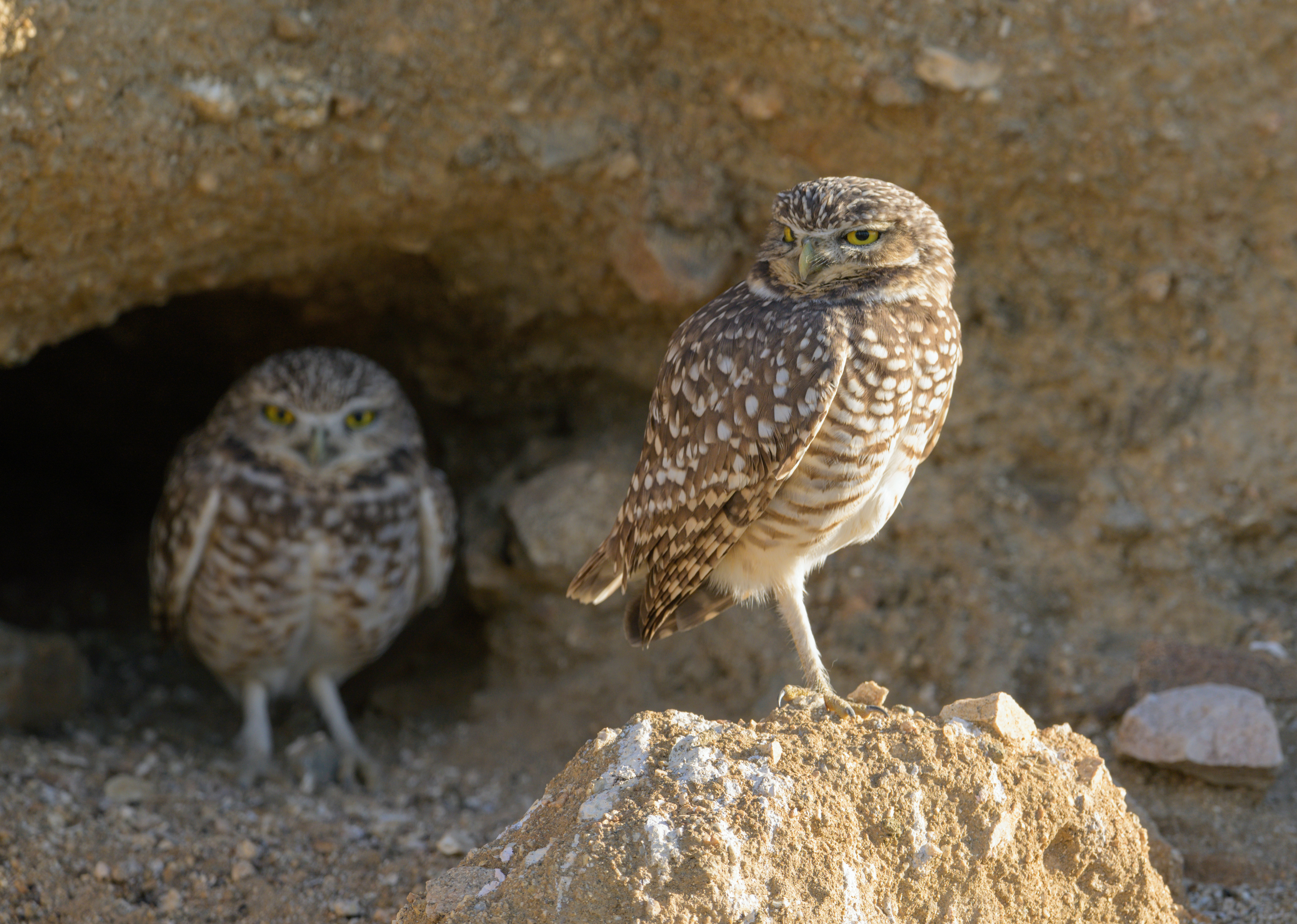 Burrowing Owl