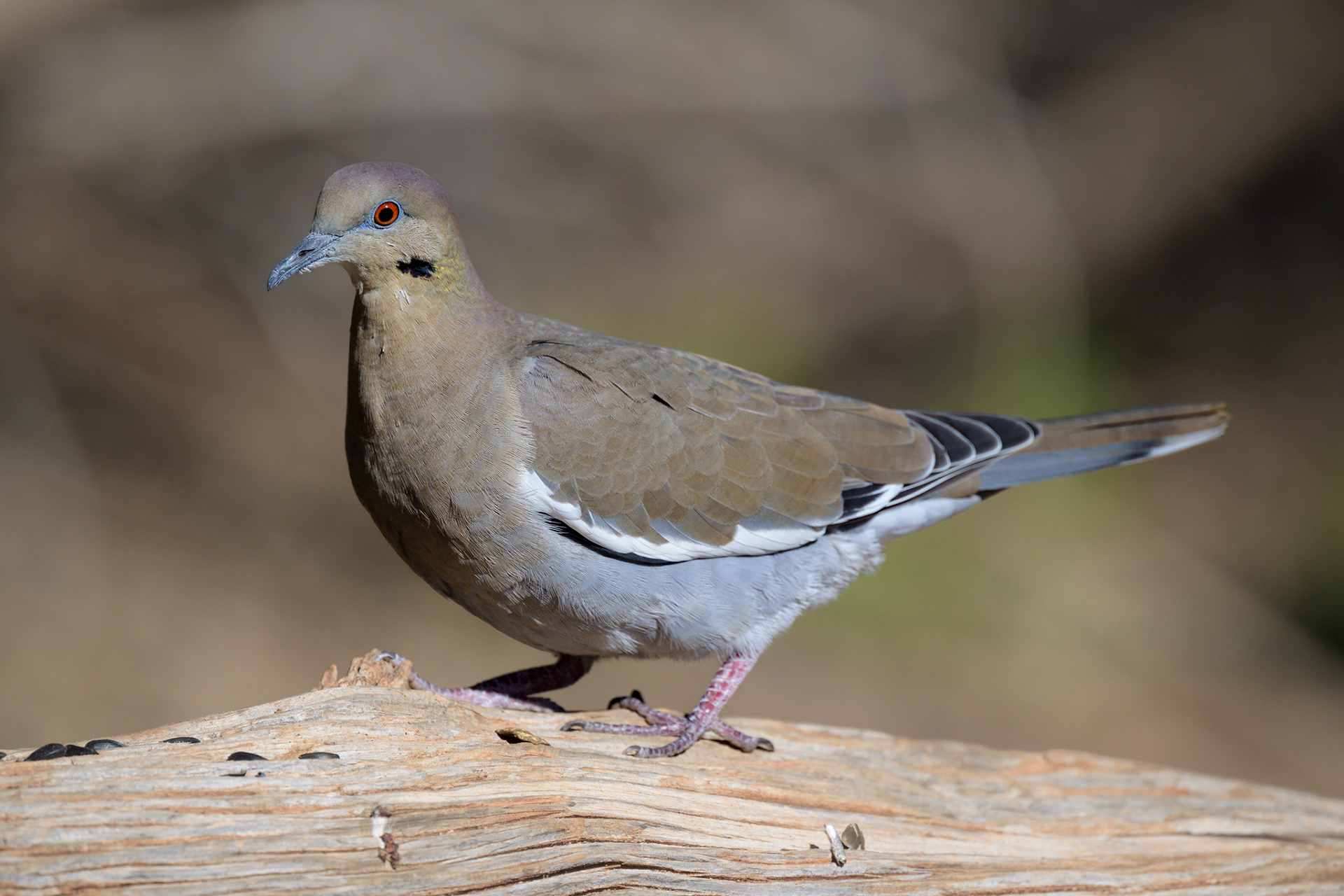 White-Winged Dove