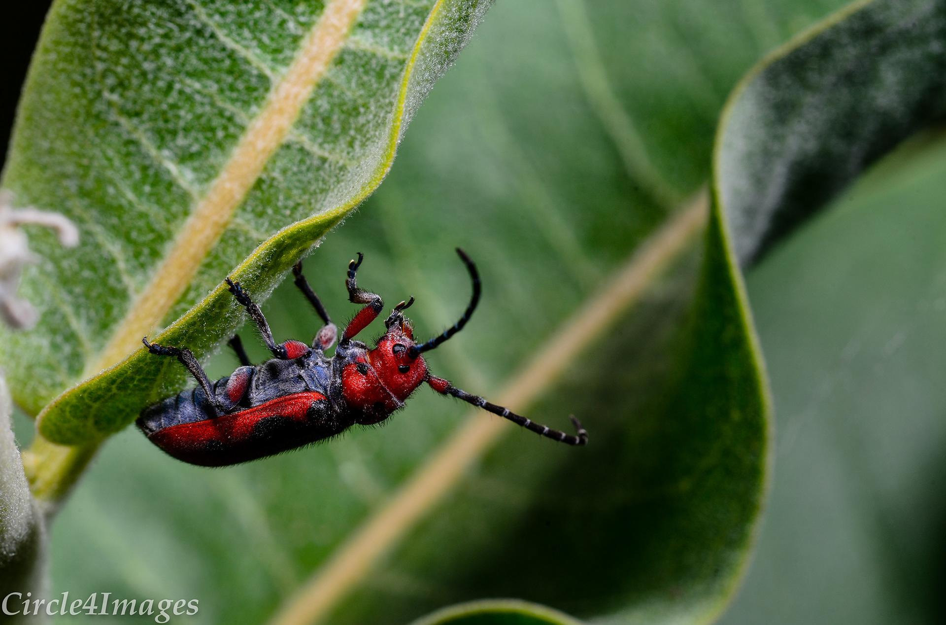 Red Milkweed Beetle