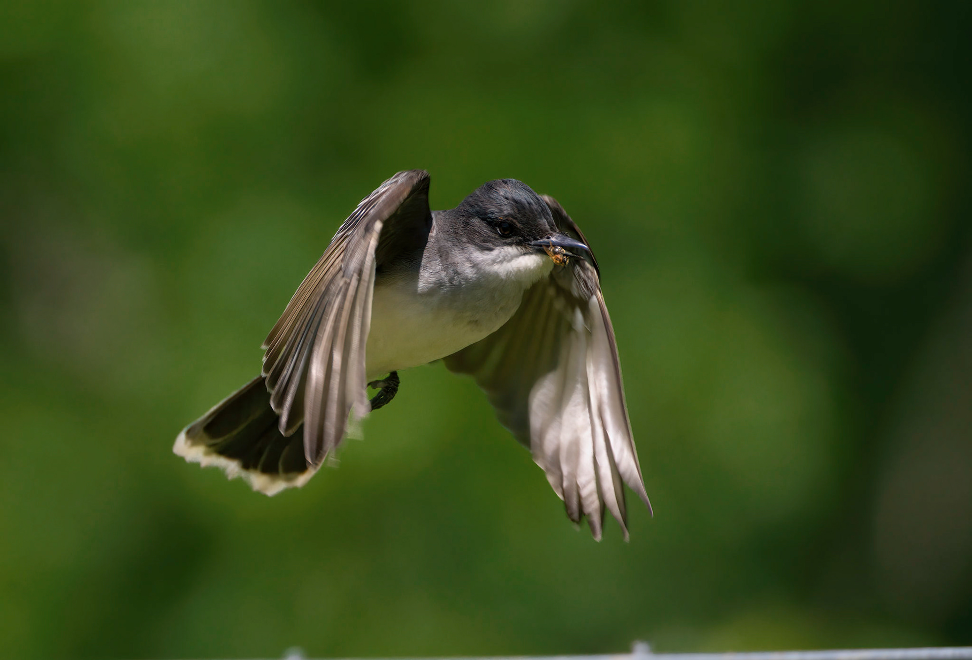 Eastern Kingbird