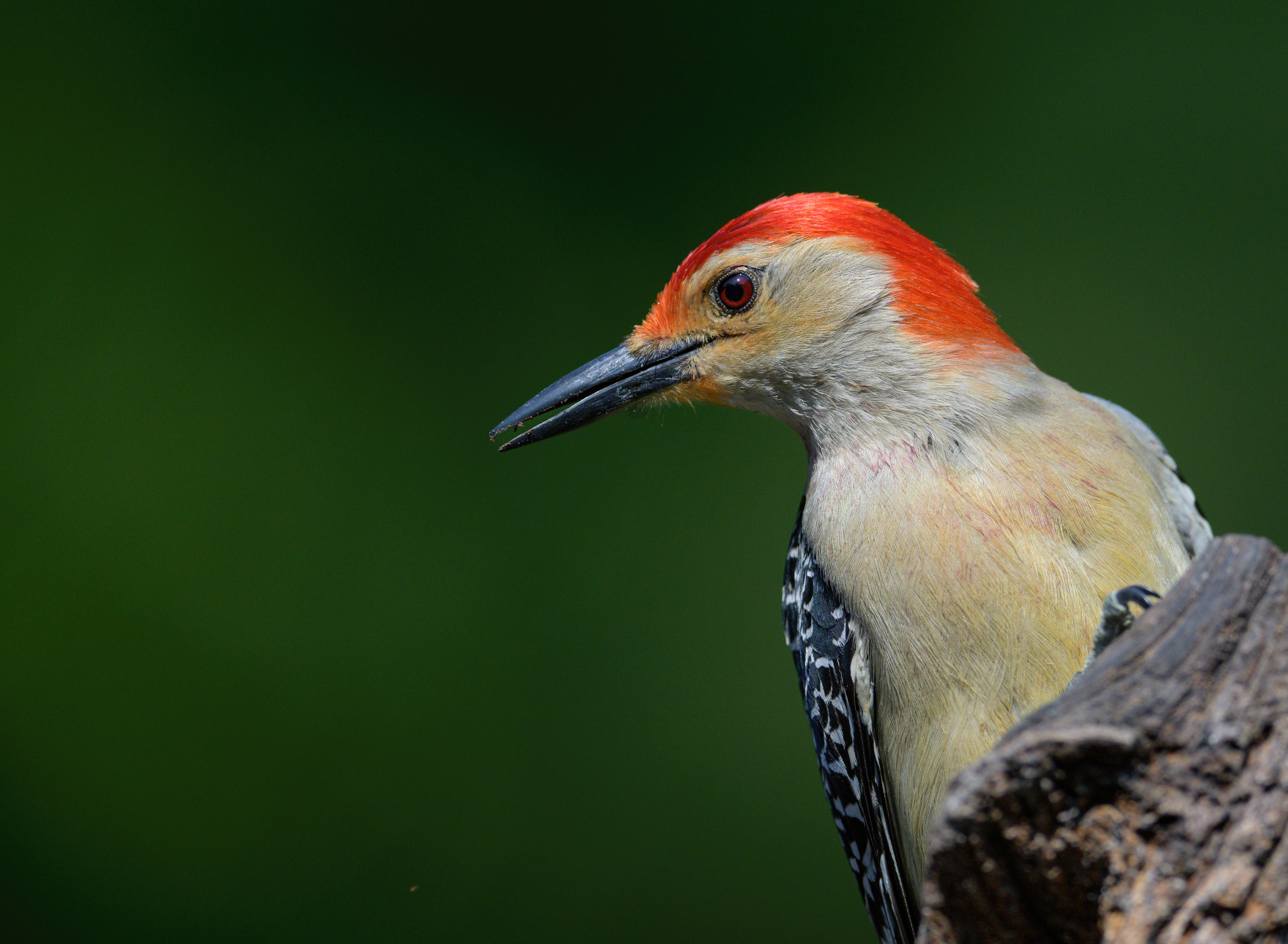 Red Bellied Woodpecker